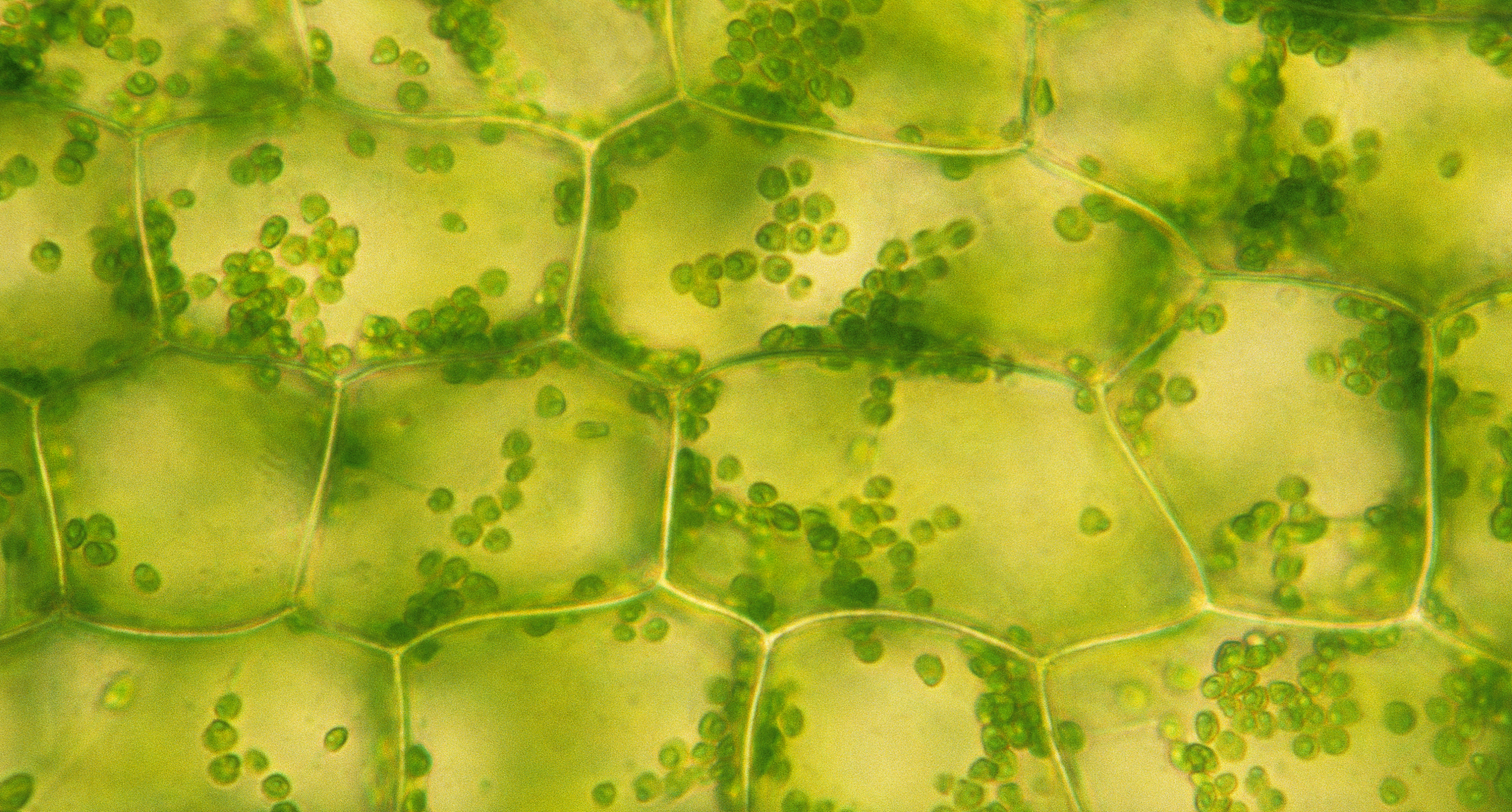 光合作用的场所是