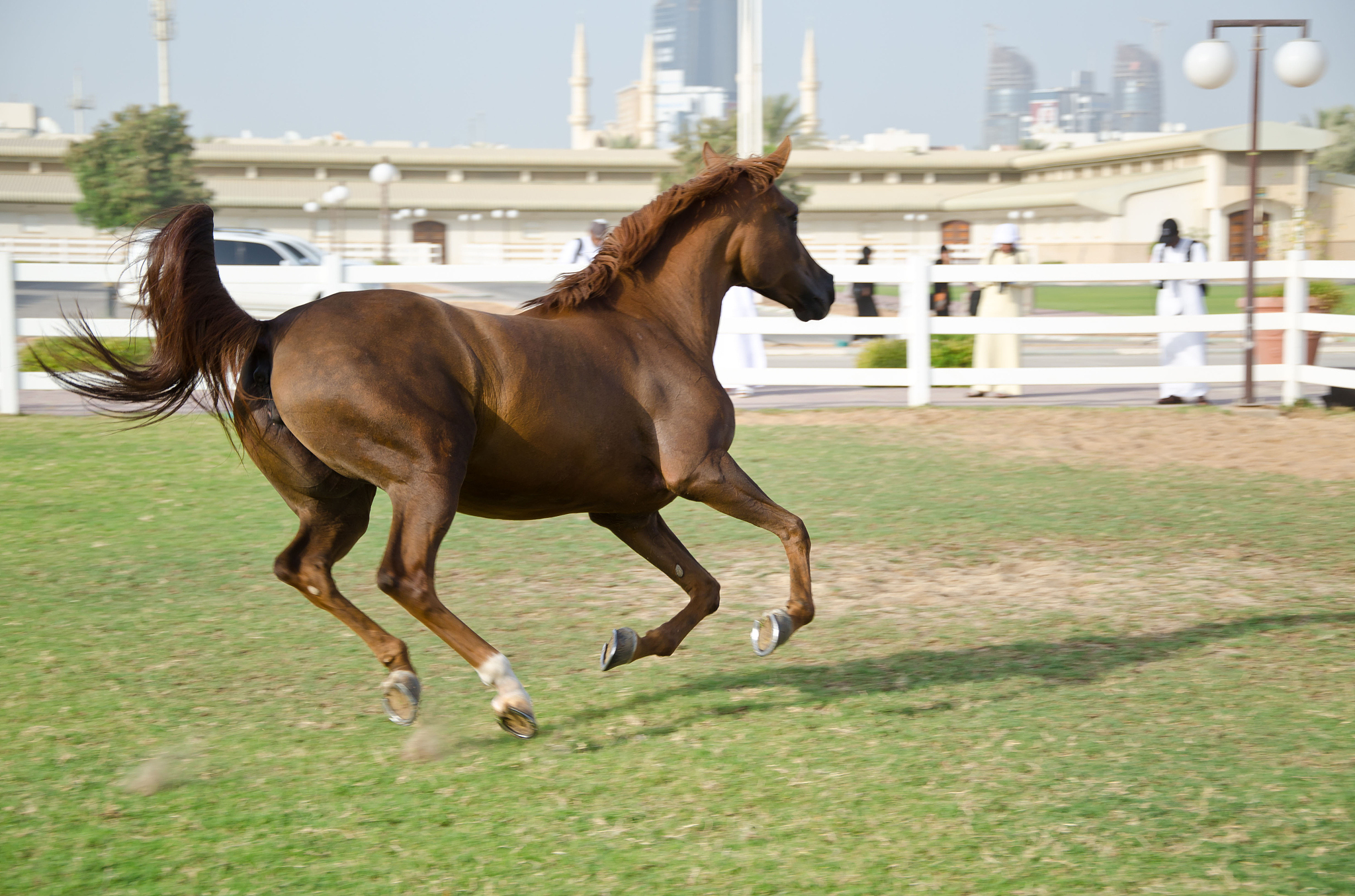 arabian horses