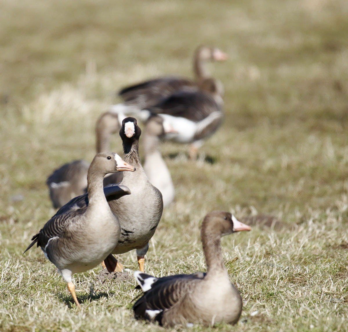 请以狗为主体仿写唐代的骆宾王《鹅》这首诗