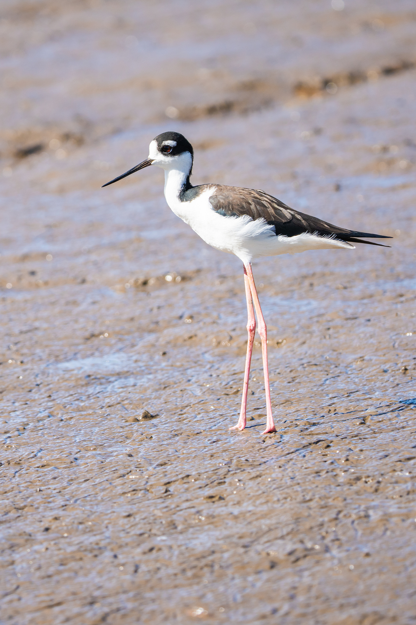 Black-necked Crane: The 'Plateau Fairy' and 'Giant Panda of Birds'