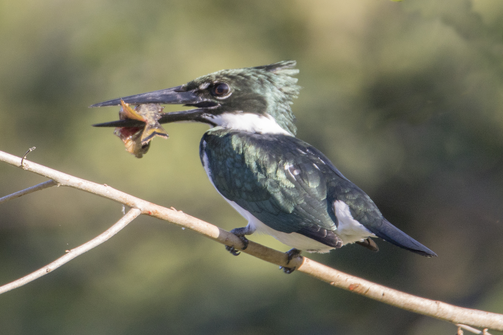 amazon kingfisher eating a fish