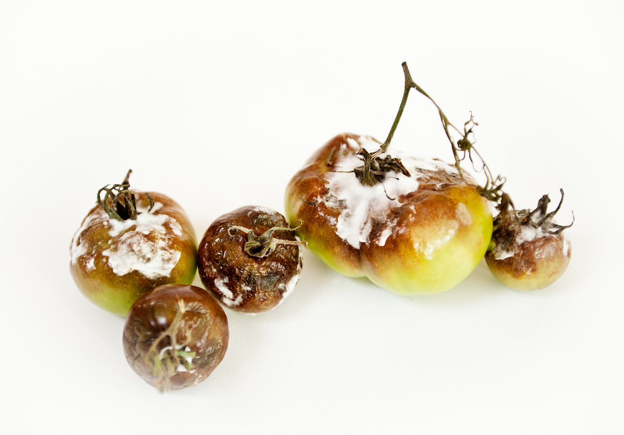 孢子制备：定义、步骤和应用 | 详细指南