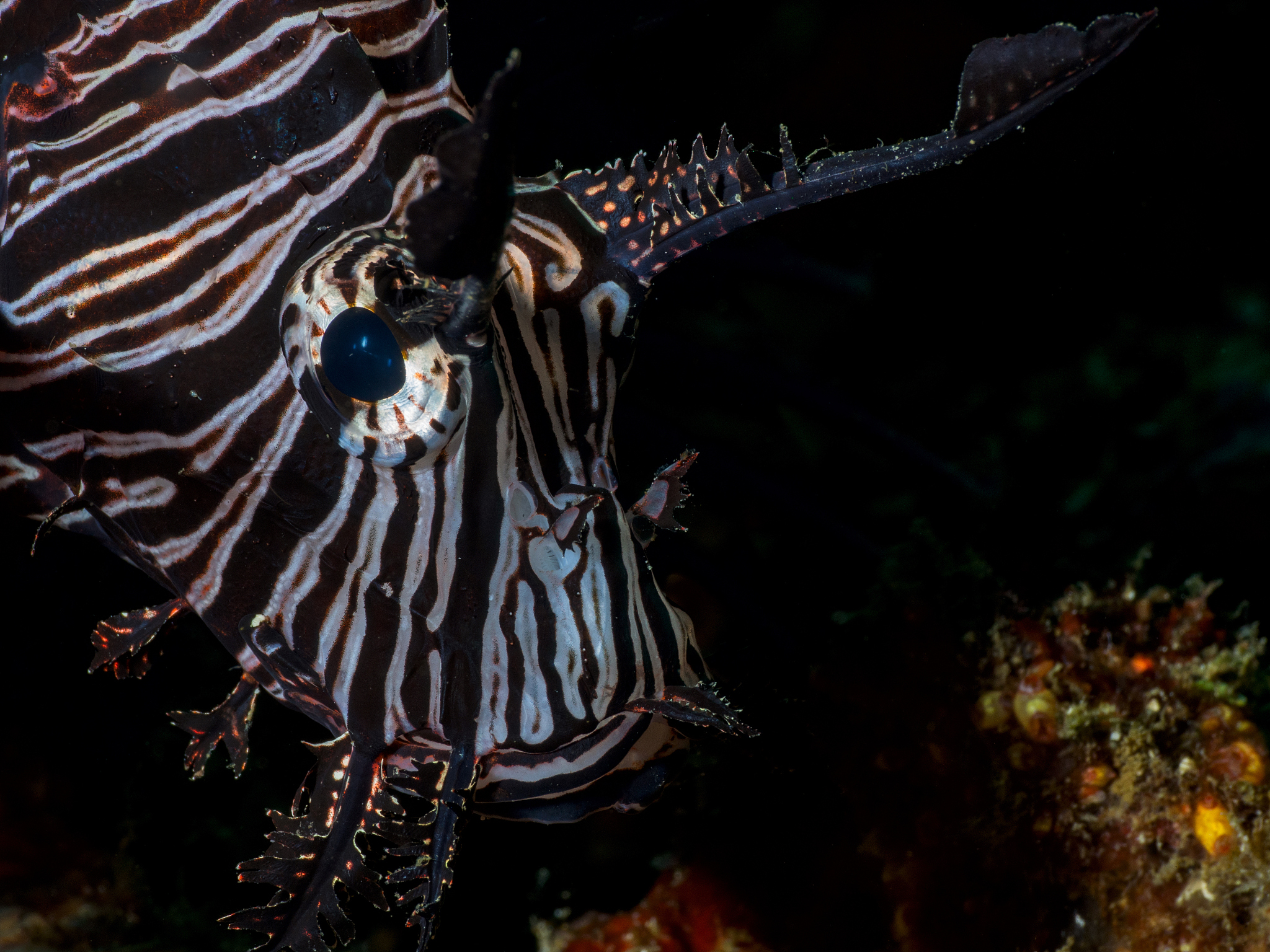 Shrimp Color Change and Foul Odor: A Guide to Identifying Spoilage
