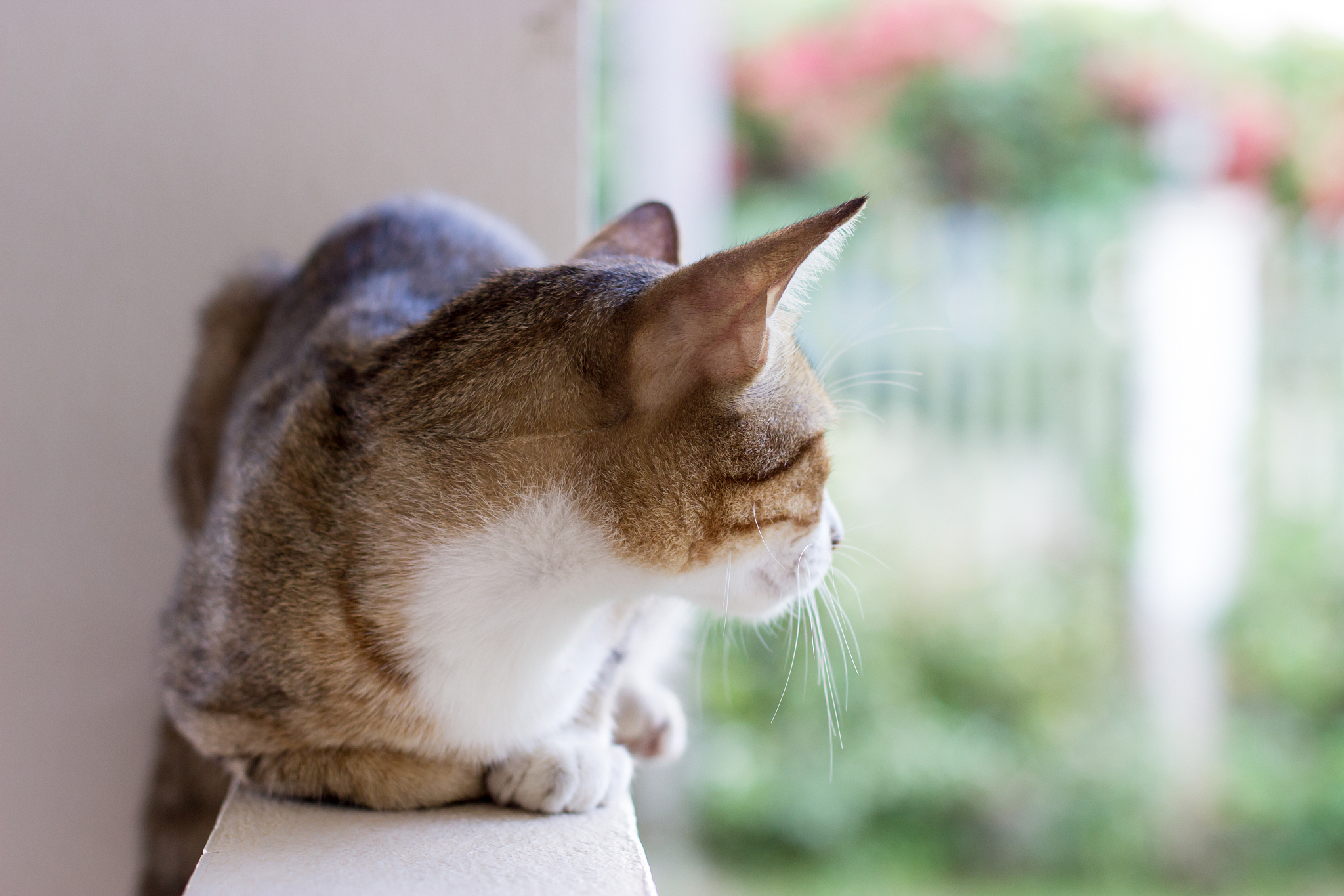 cat squating on the wall, back view of the head