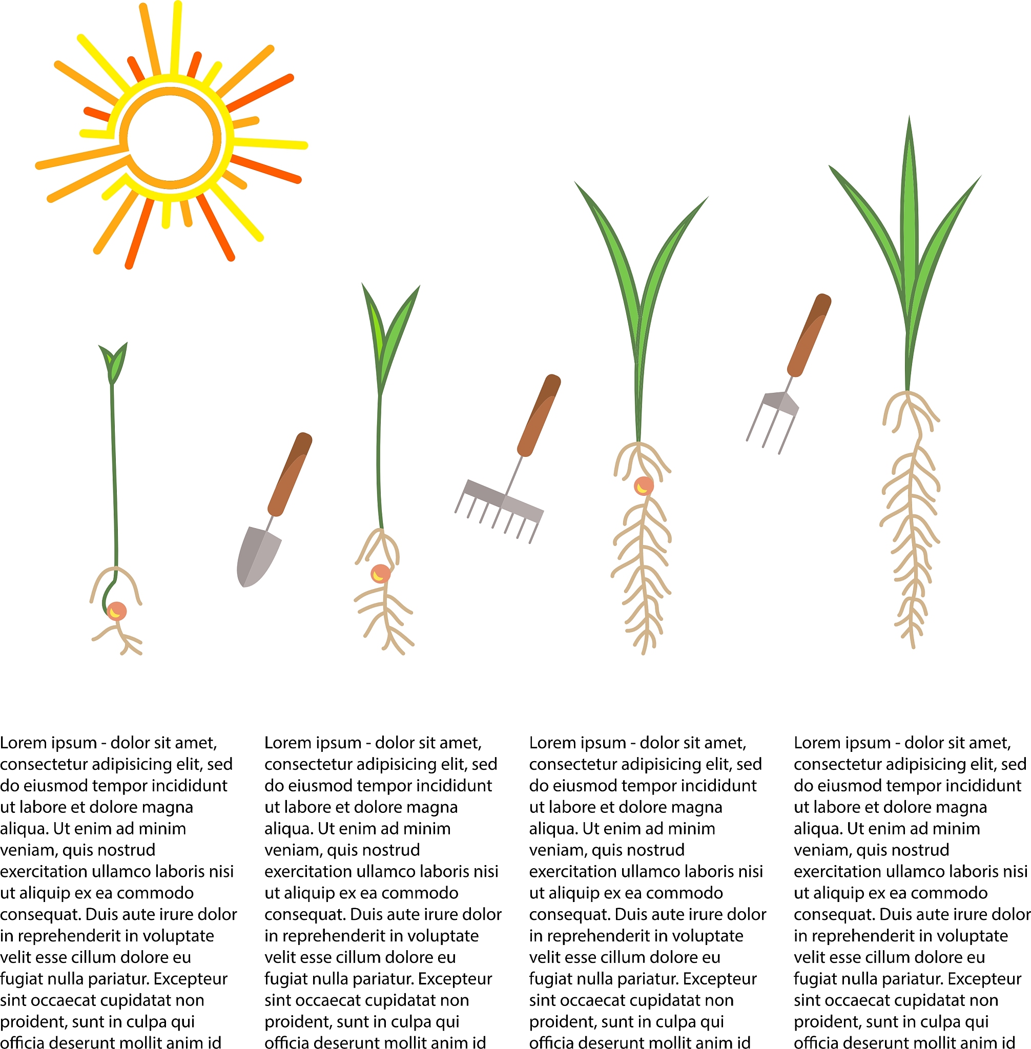 小麦生长过程：从萌发到成熟的五个阶段