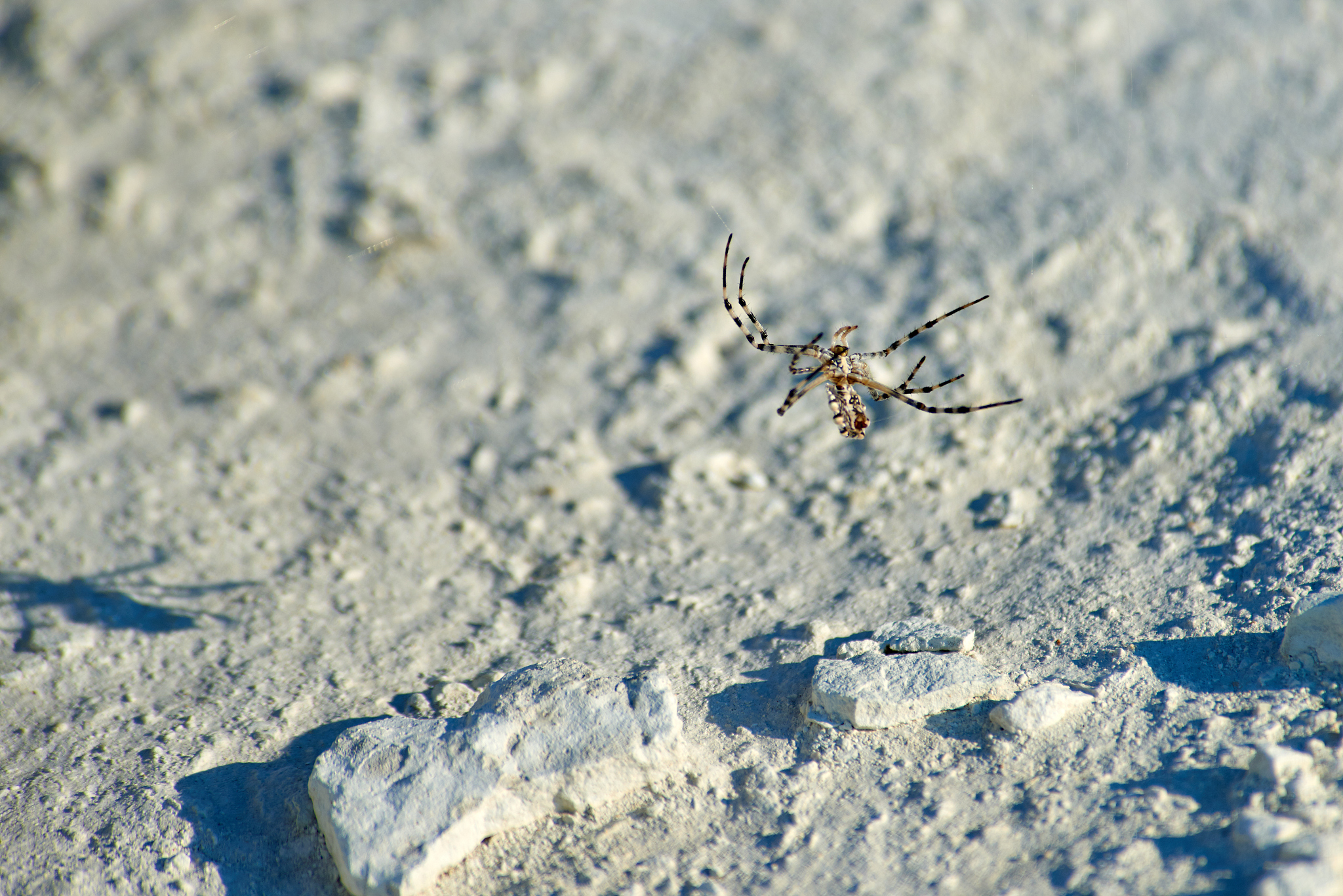 Plasma kallikrein分为几种各自的剪切位点分别是什么？对应的产物是什么