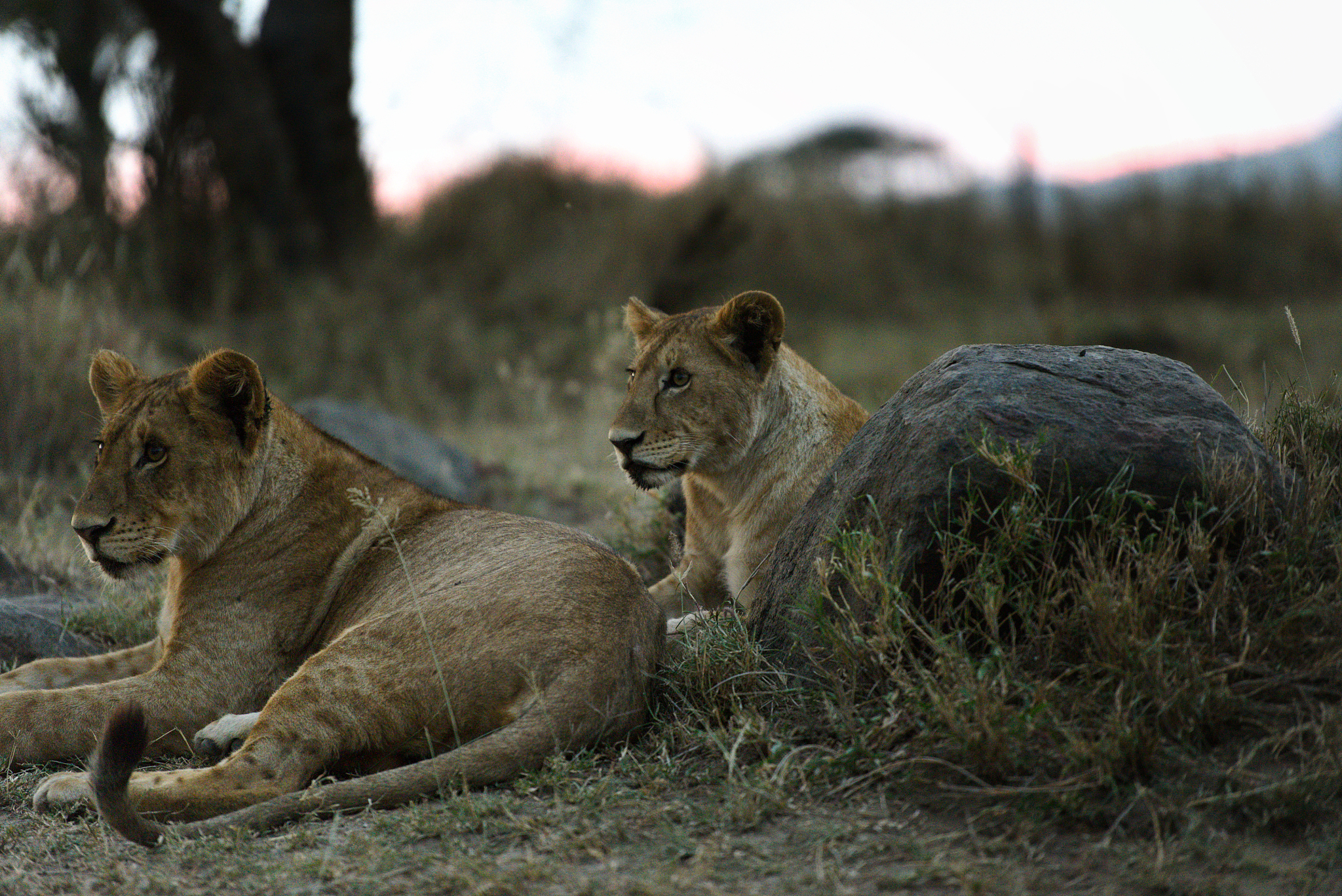 herd of lions prepared to hunt at dusk in the serengeti