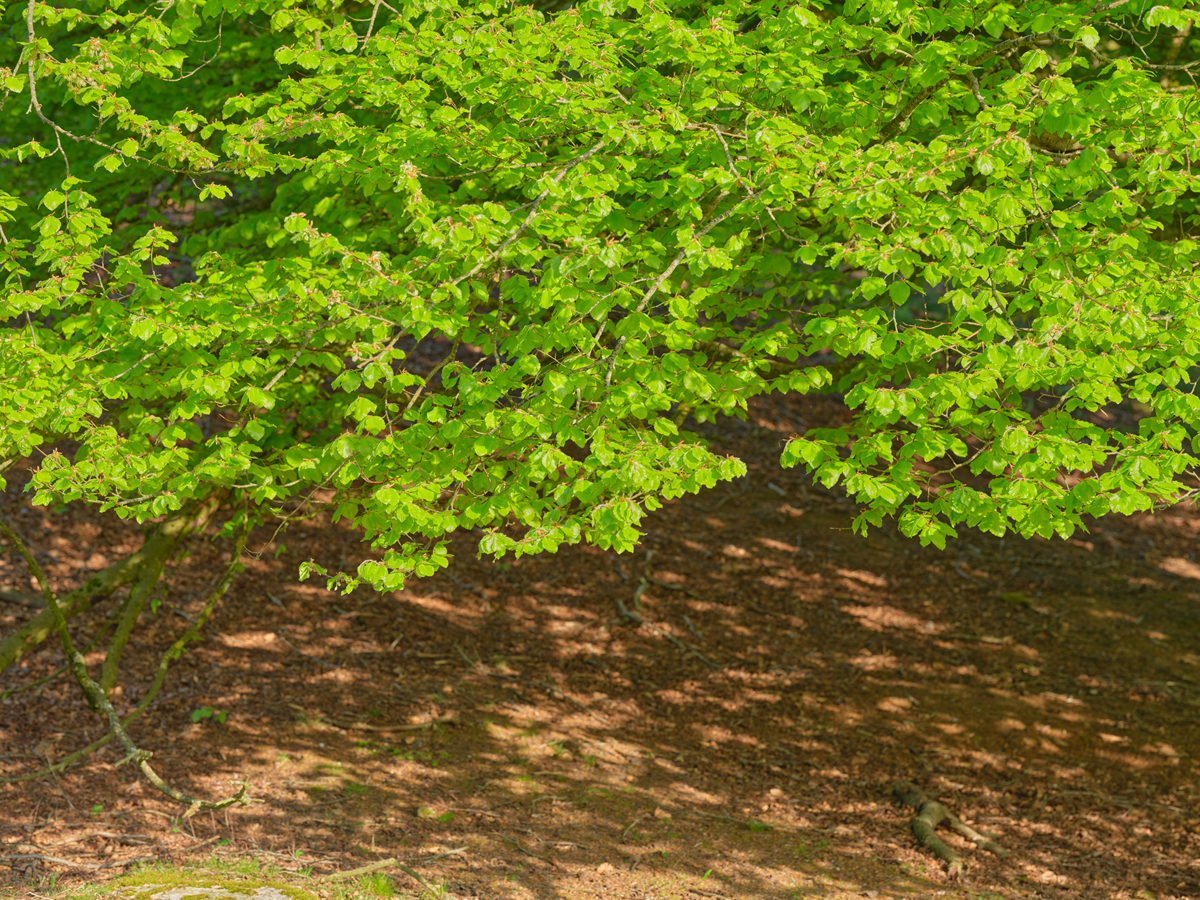 写一个英文版 亚马逊5点描述其中包括环保材料无需打理仿真度高不易折断网红同款仿真绢布树叶厚实有质感还原生物本真色彩远处看着像真实的植物采用防水绢布材质落灰可用湿毛巾擦拭内置铁丝可弯曲方便造型弯曲折着发货使用多空间风格摆放在任意角落都有自然气息和花瓶百搭室内 拍照场景 家具装饰 样板间 花艺摆放 餐厅