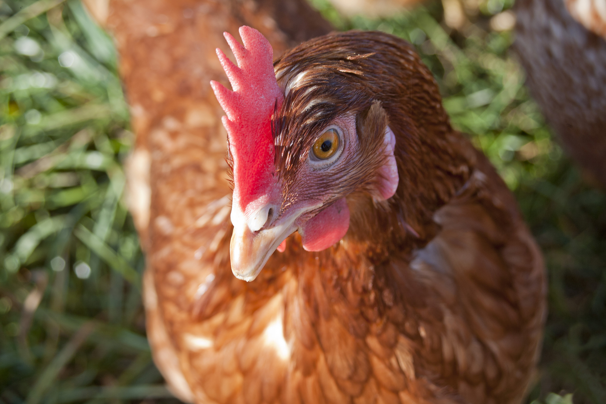 chicken close up