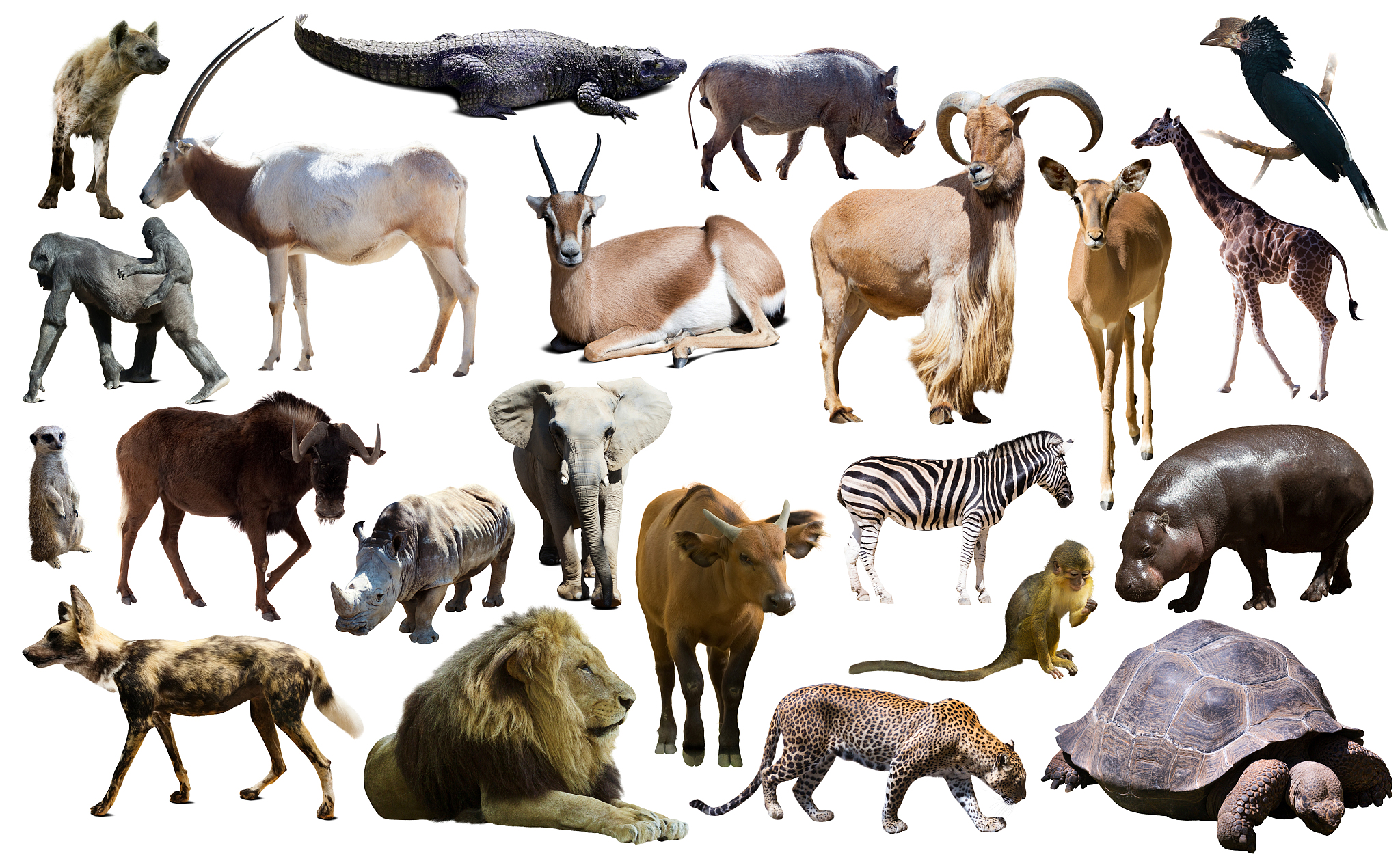 Animal Frontiers 期刊研究范围：动物科学领域的全面探索