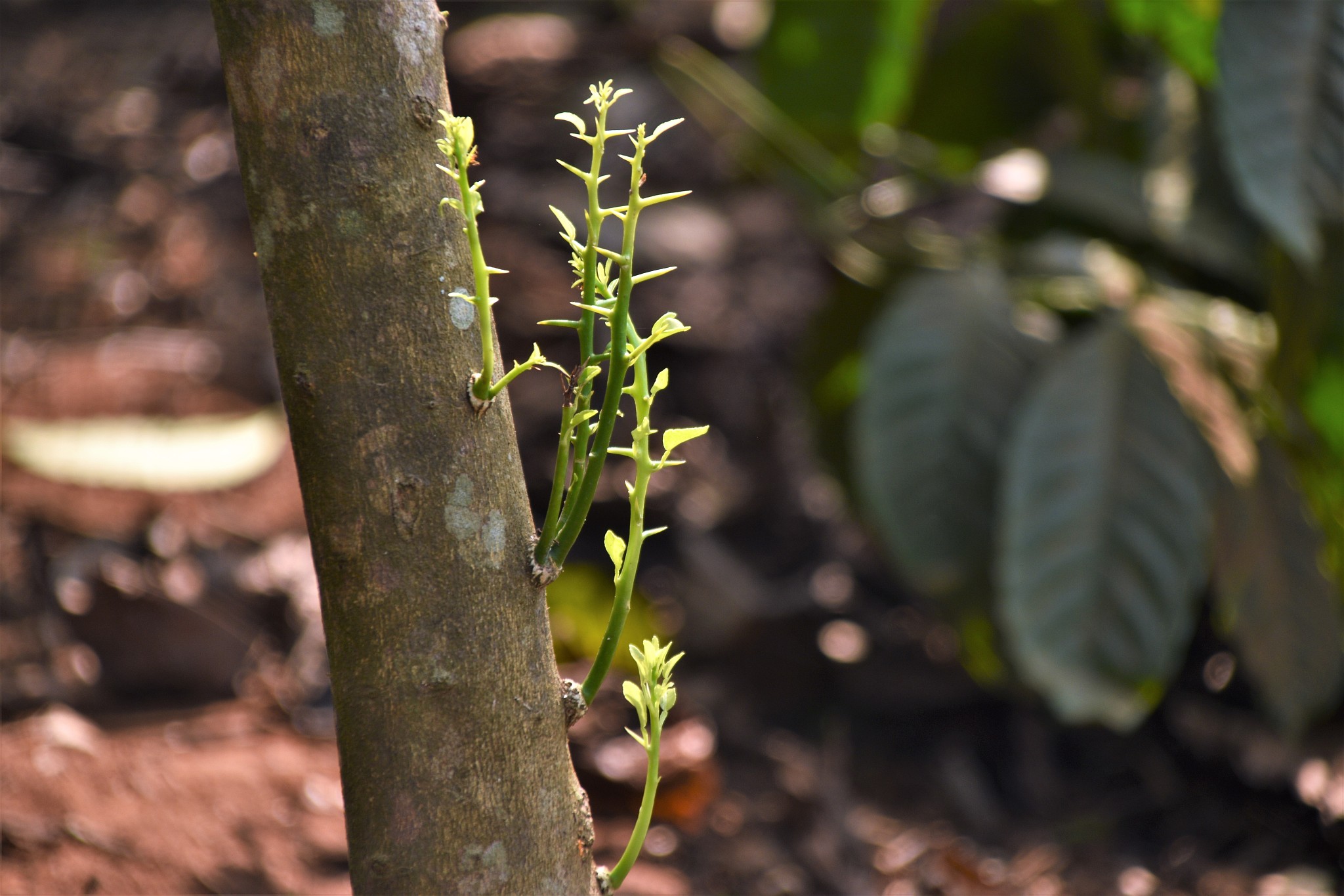 杜仲嫩芽泡水喝的功效，