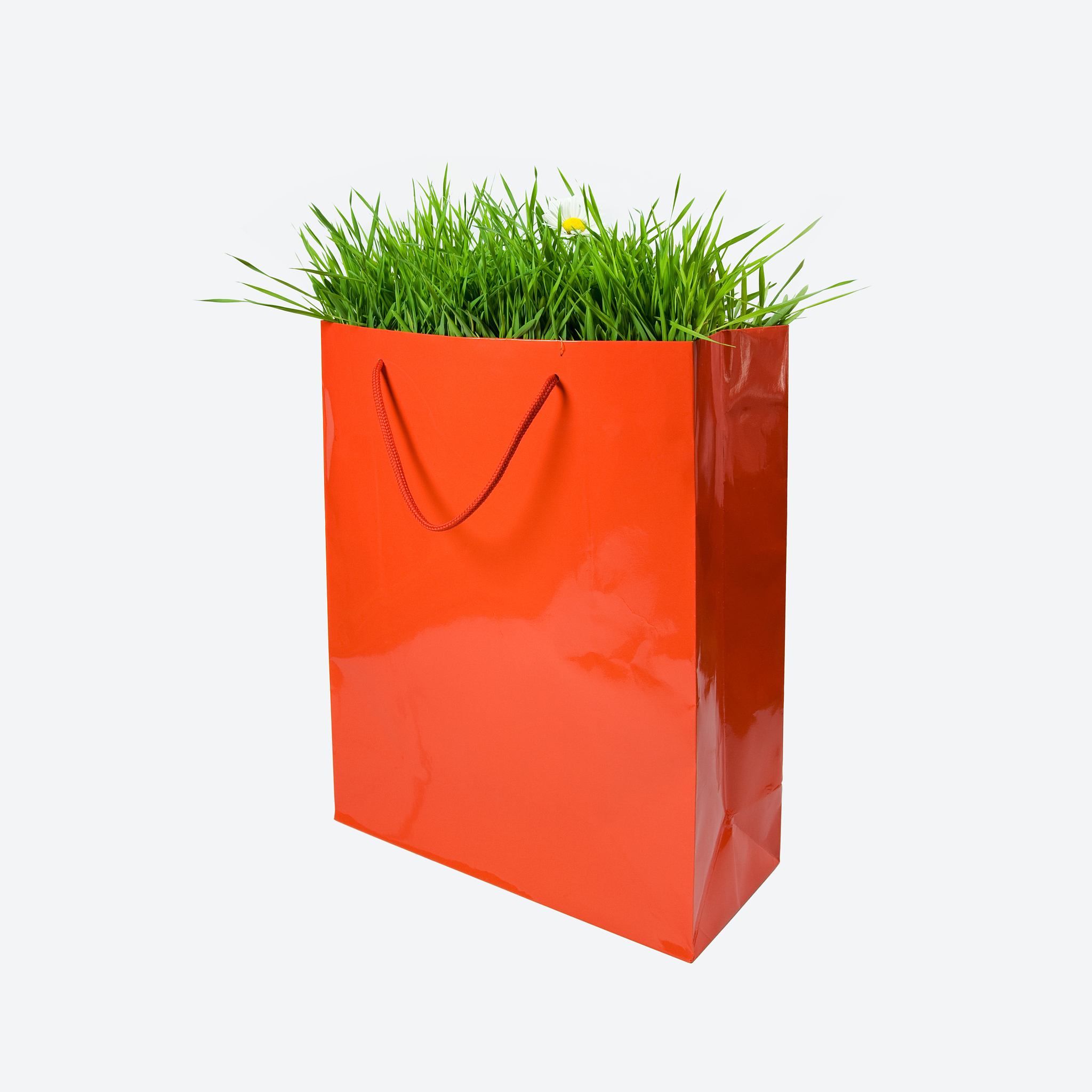 共生，寄生，生命容器：艺术作品命名灵感