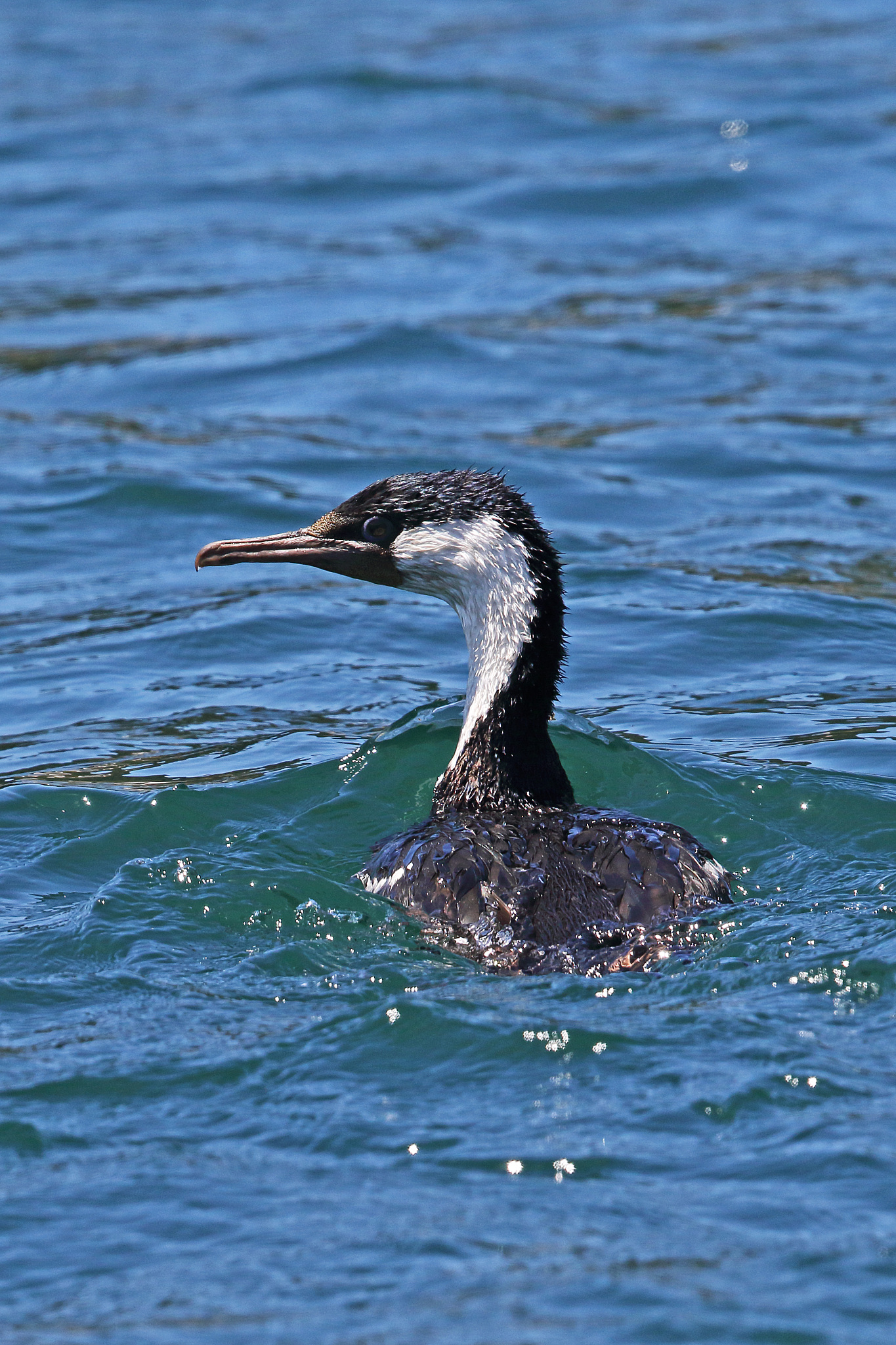 imperial shag (phalacrocorax atriceps)
