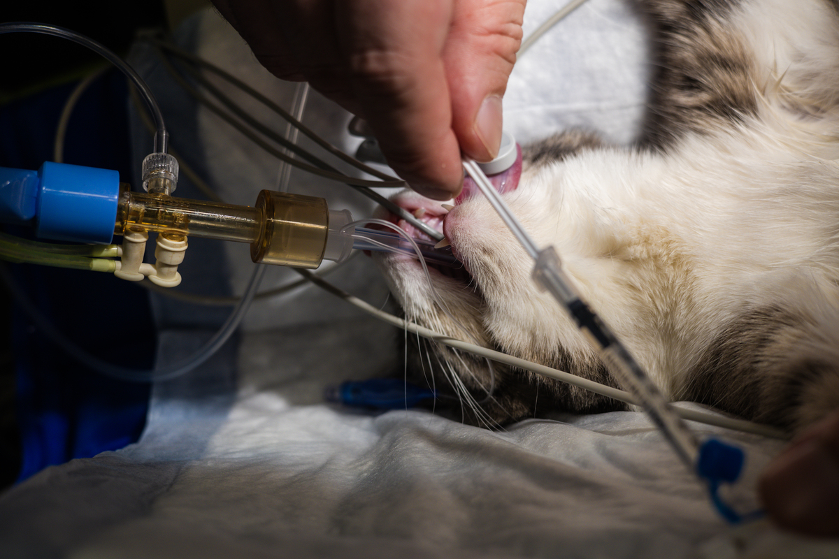 猫中性粒细胞增高原因：炎症、细菌感染、疾病、应激