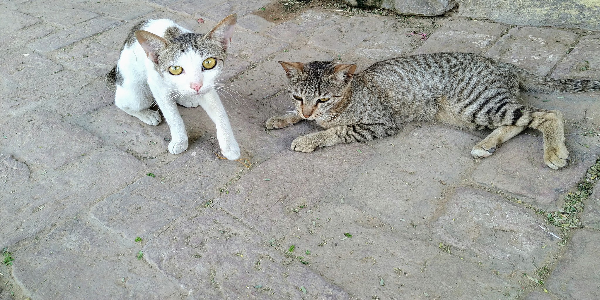 关于北京景山的传说中有两只受皇帝宠爱的小猫甚至被册封为御猫即使死后也葬在了景山的大树下。你知道这个传说吗？请根据这个传说写个短视频文案要求简短有内涵能让人记住这个形象最好跟北京文化有些联系两只小猫的形象我已经设计好了可惜你没法看到比较像小狮子白色的叫雪眉黄色的叫狮猫另外你能不能多列举一些？