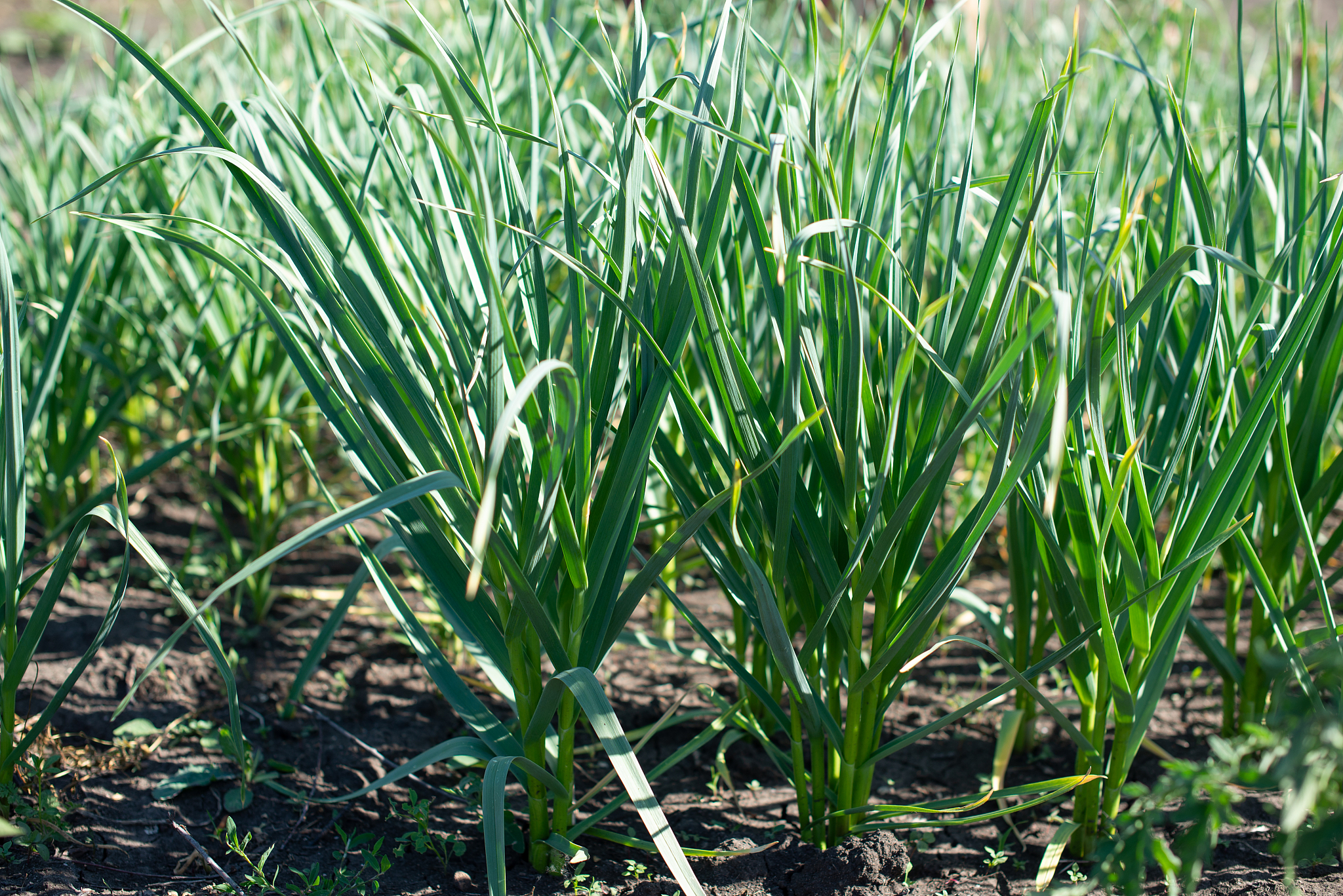 growing garlic in a garden plot
