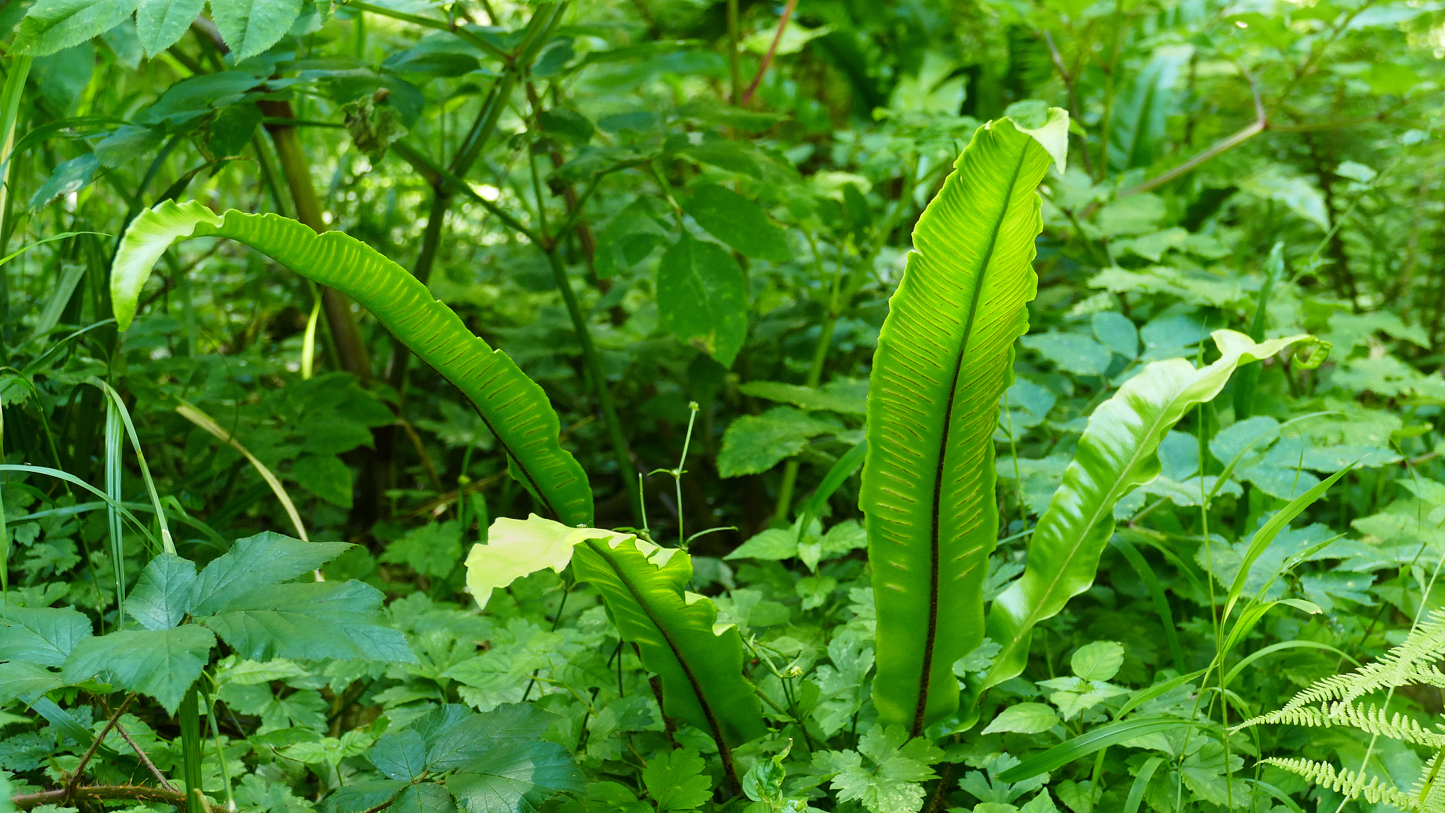 background with green-toned vegetation and elongated forest leav