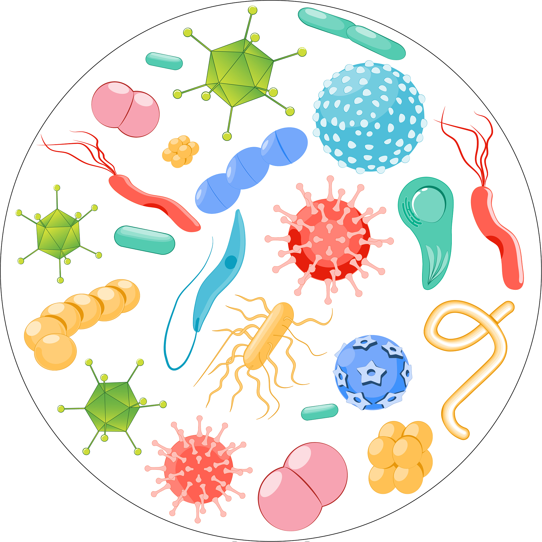 肠球菌：国内外研究进展与应用前景综述