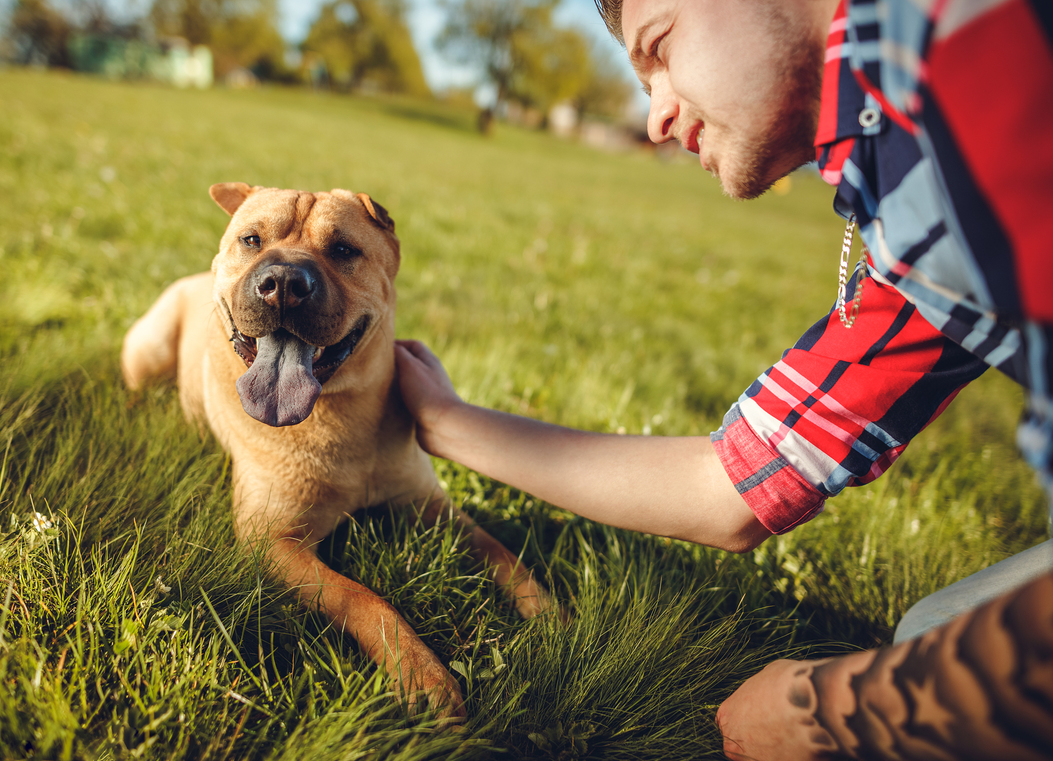 My Golden Retriever, Max