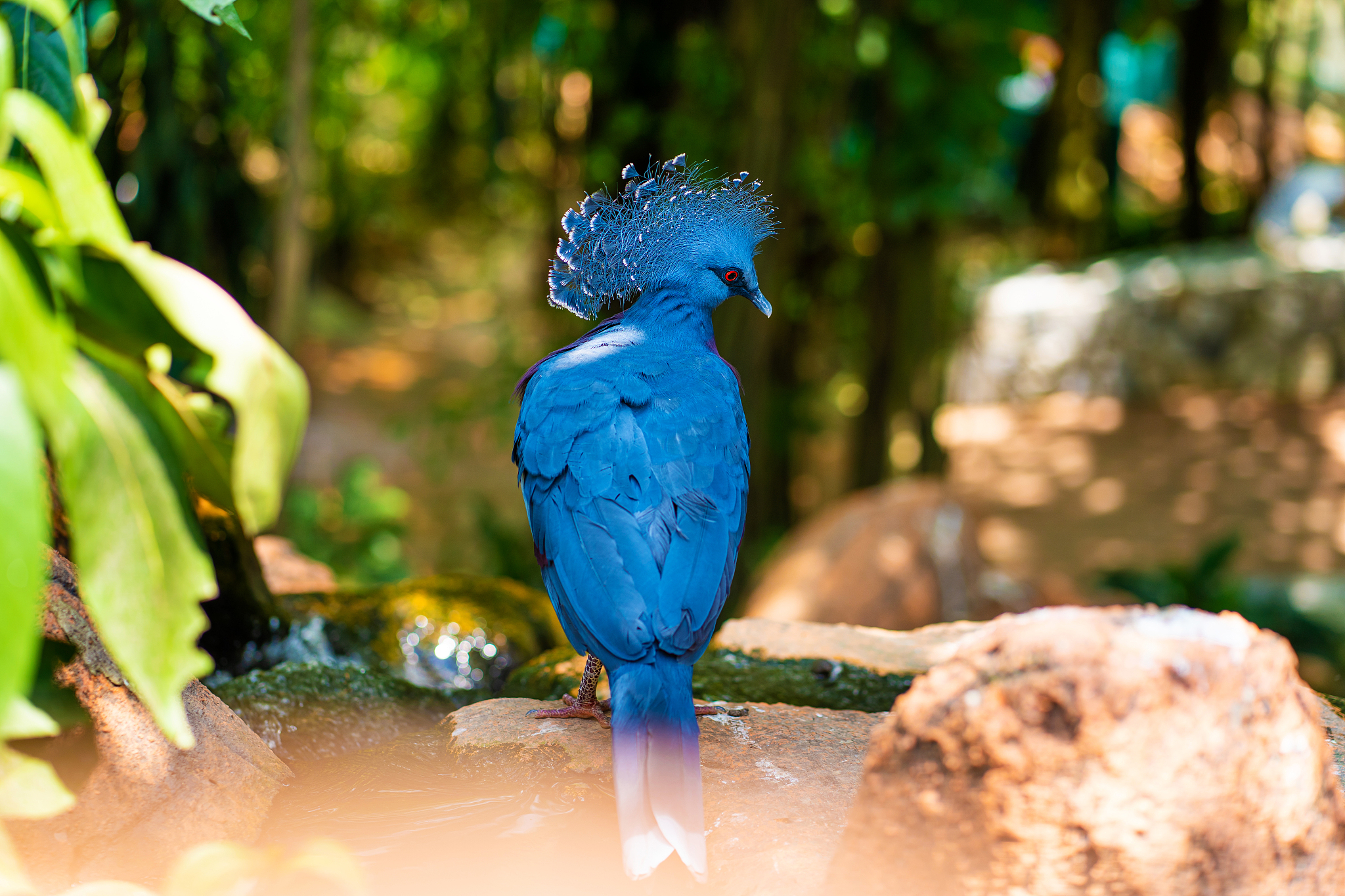北京长城鸽业哪路鸽子好回答+拓展