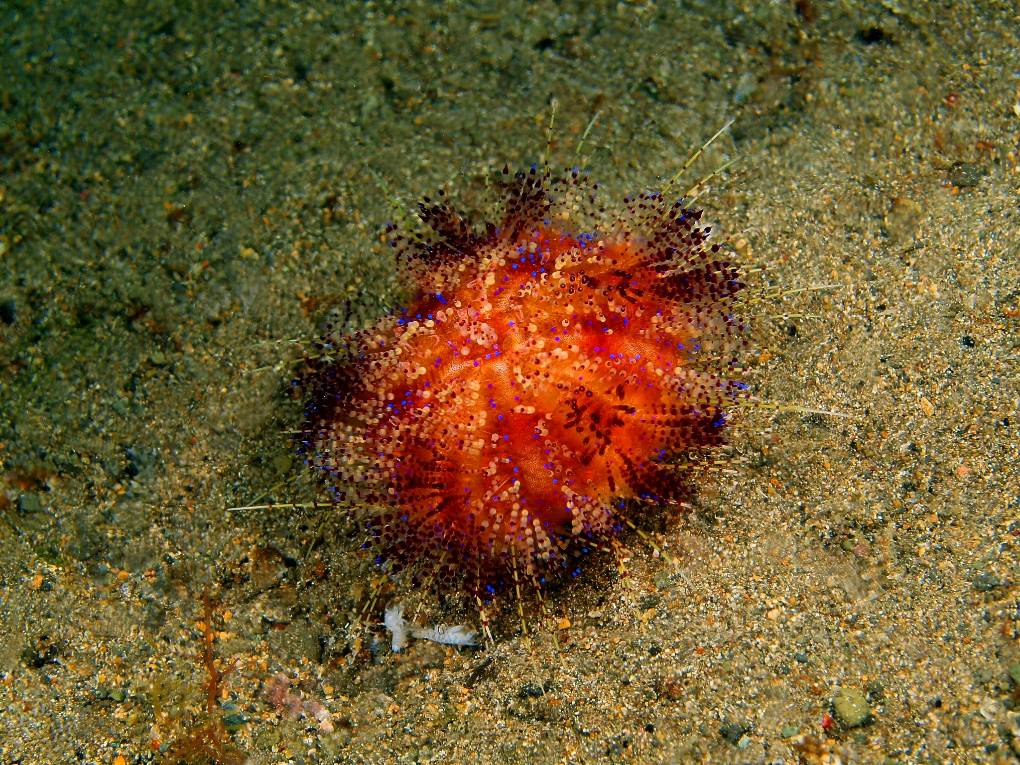 中国海胆人工养殖取得突破：中间球海胆、杂色角孔海胆、紫海胆等繁育成功