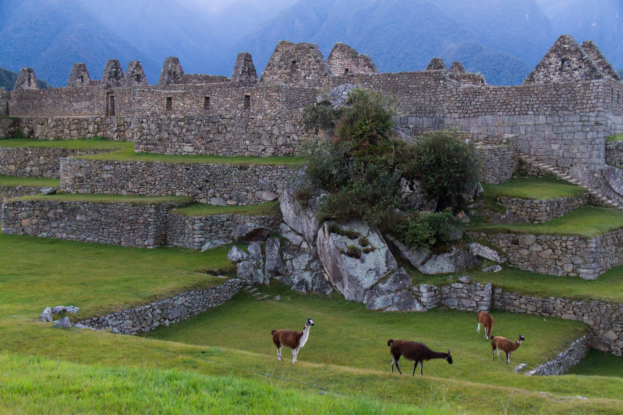 llamas