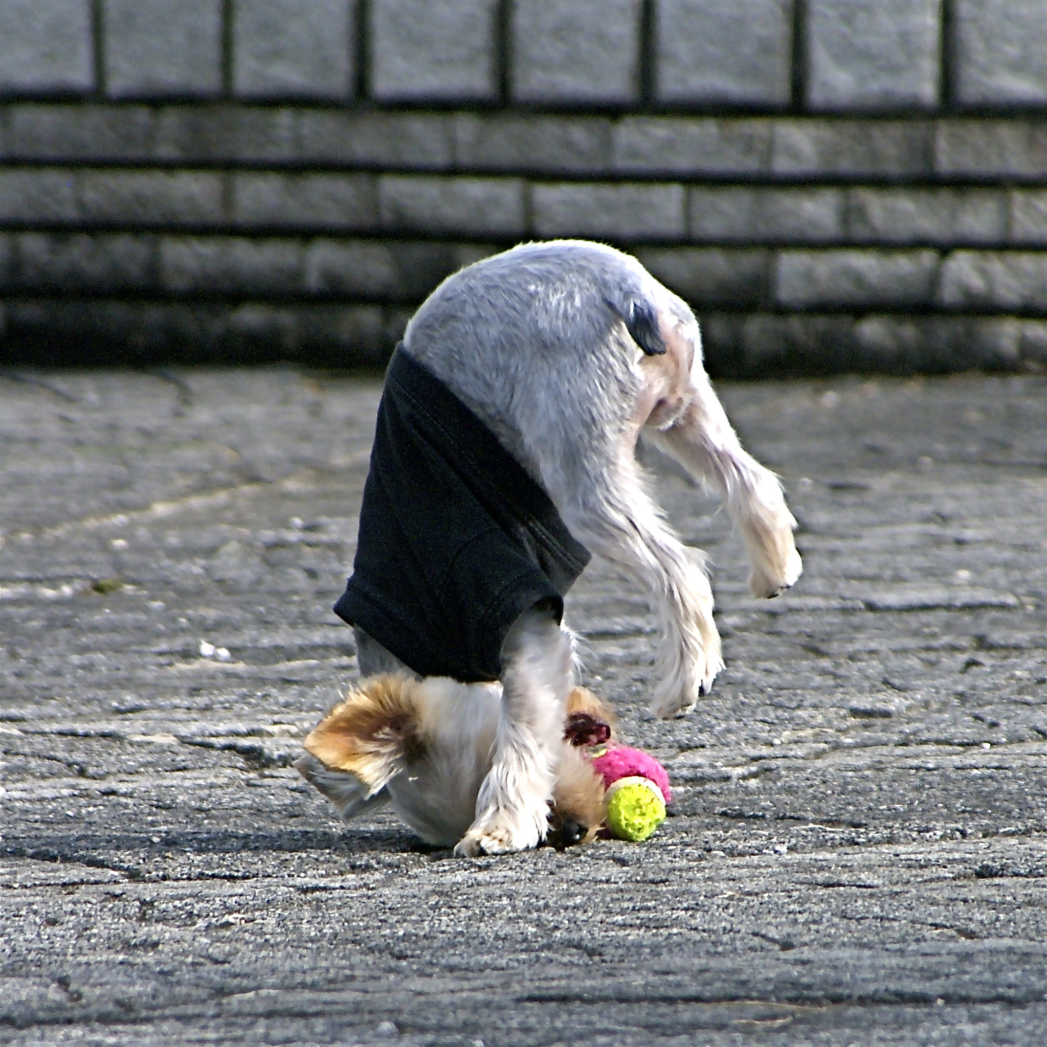 米粒：一只来自农村的比熊犬的故事