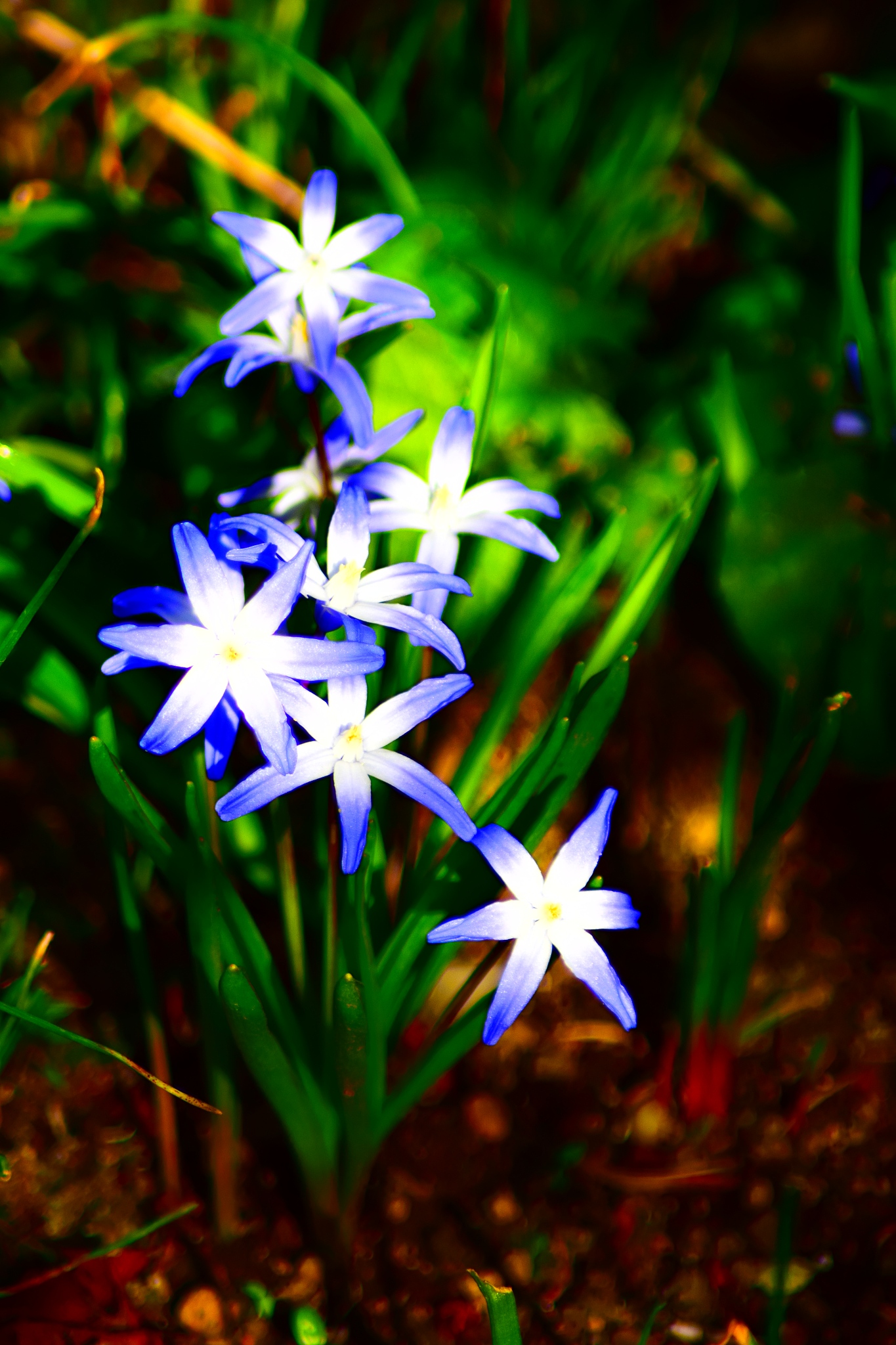 blue star flower
