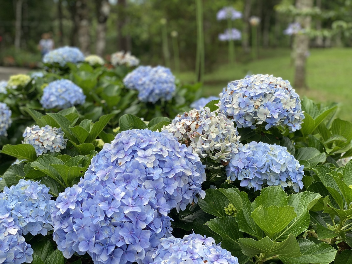 无尽夏绣球花养殖指南：种植、繁殖、养护、病虫害防治 - 400字