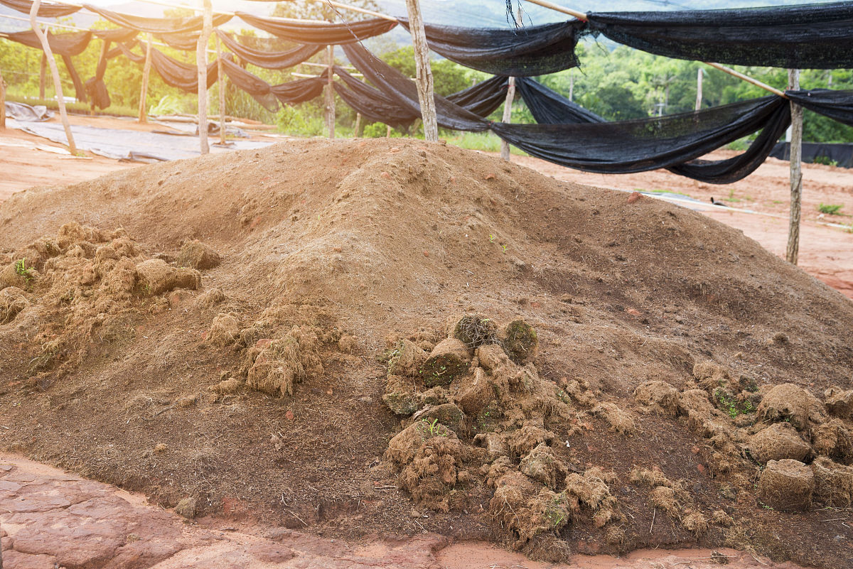 做一个朝天椒施肥方案