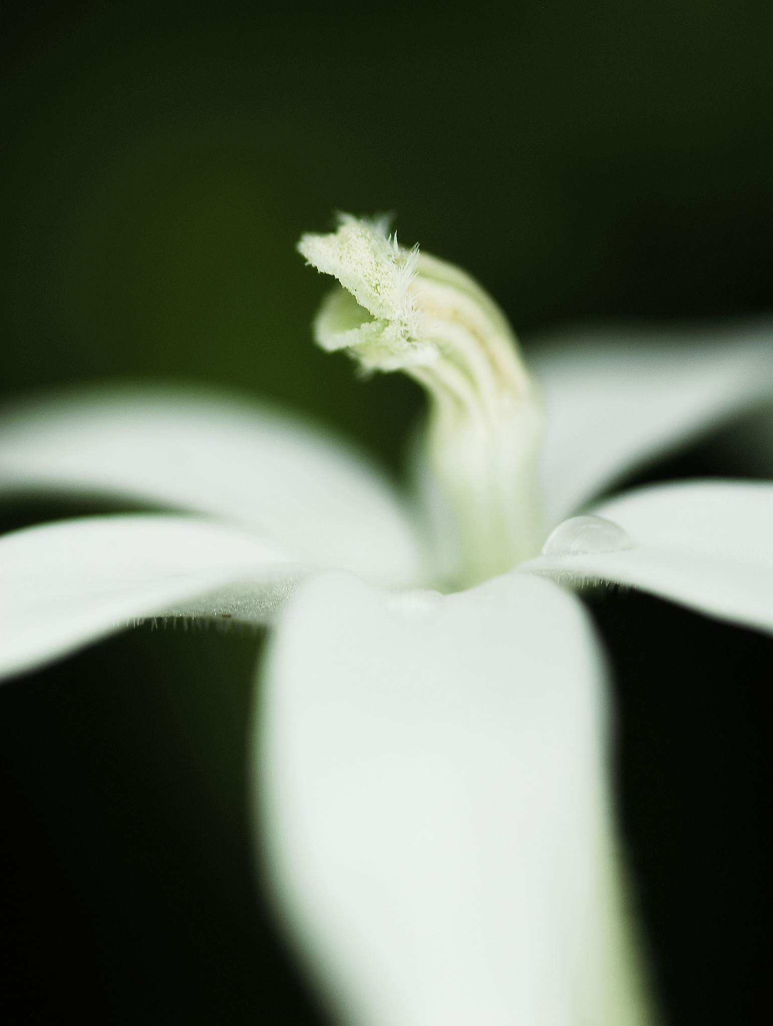 Penyedap Rasa Terbuat Dari Apa? Bahan Utama dan Kontroversi MSG