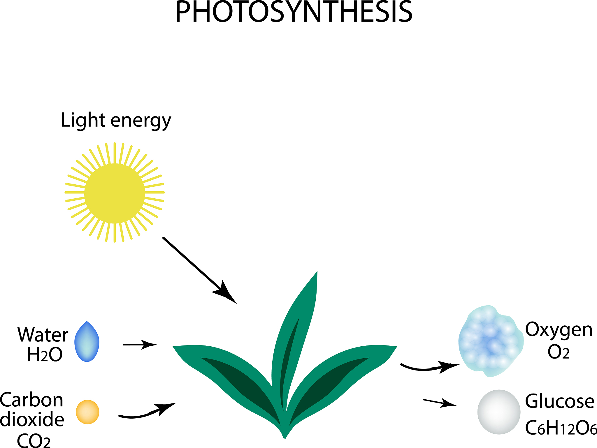 PHOTOSYNTHETICA期刊: 光合作用研究的权威平台