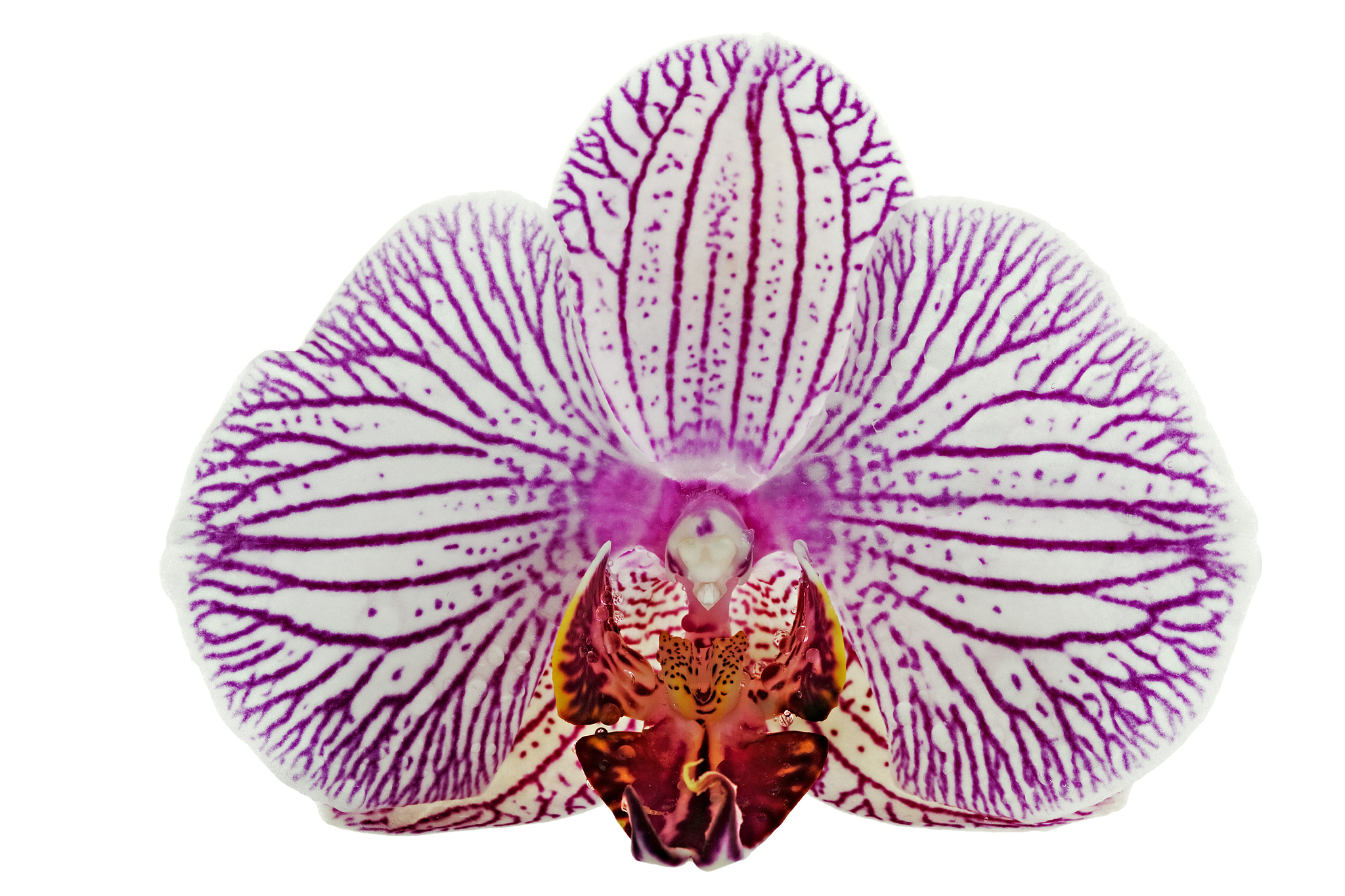 butterfly orchid, phalaenopsis spp., white with pink stripes epi