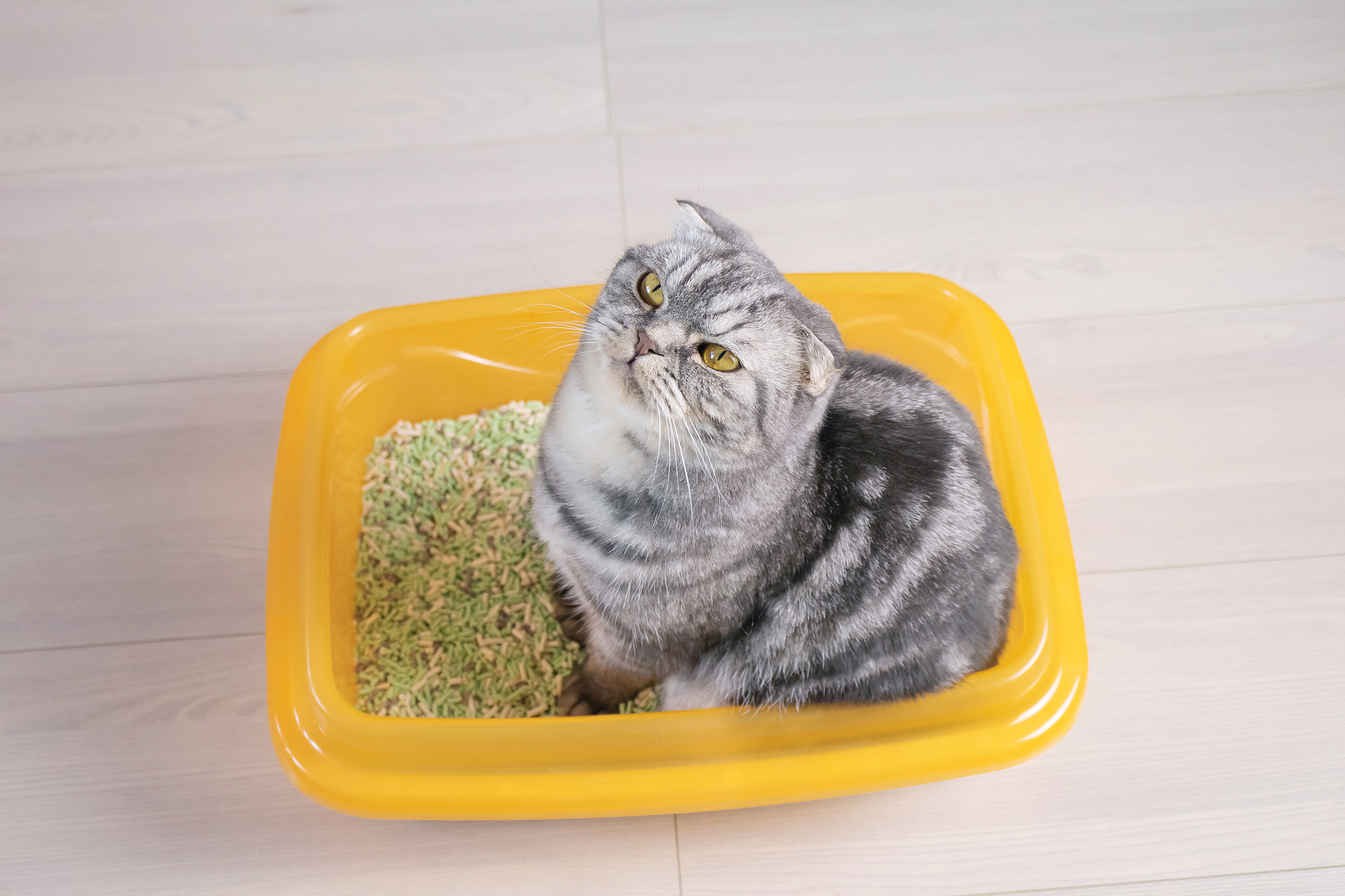 养猫必备清单：从猫窝到猫保险，全面准备迎接你的新伙伴