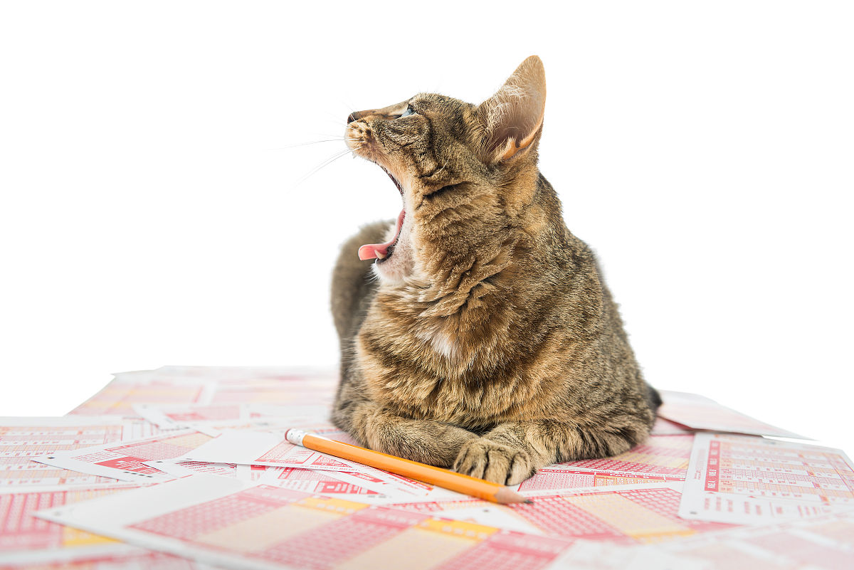 彩票的猫