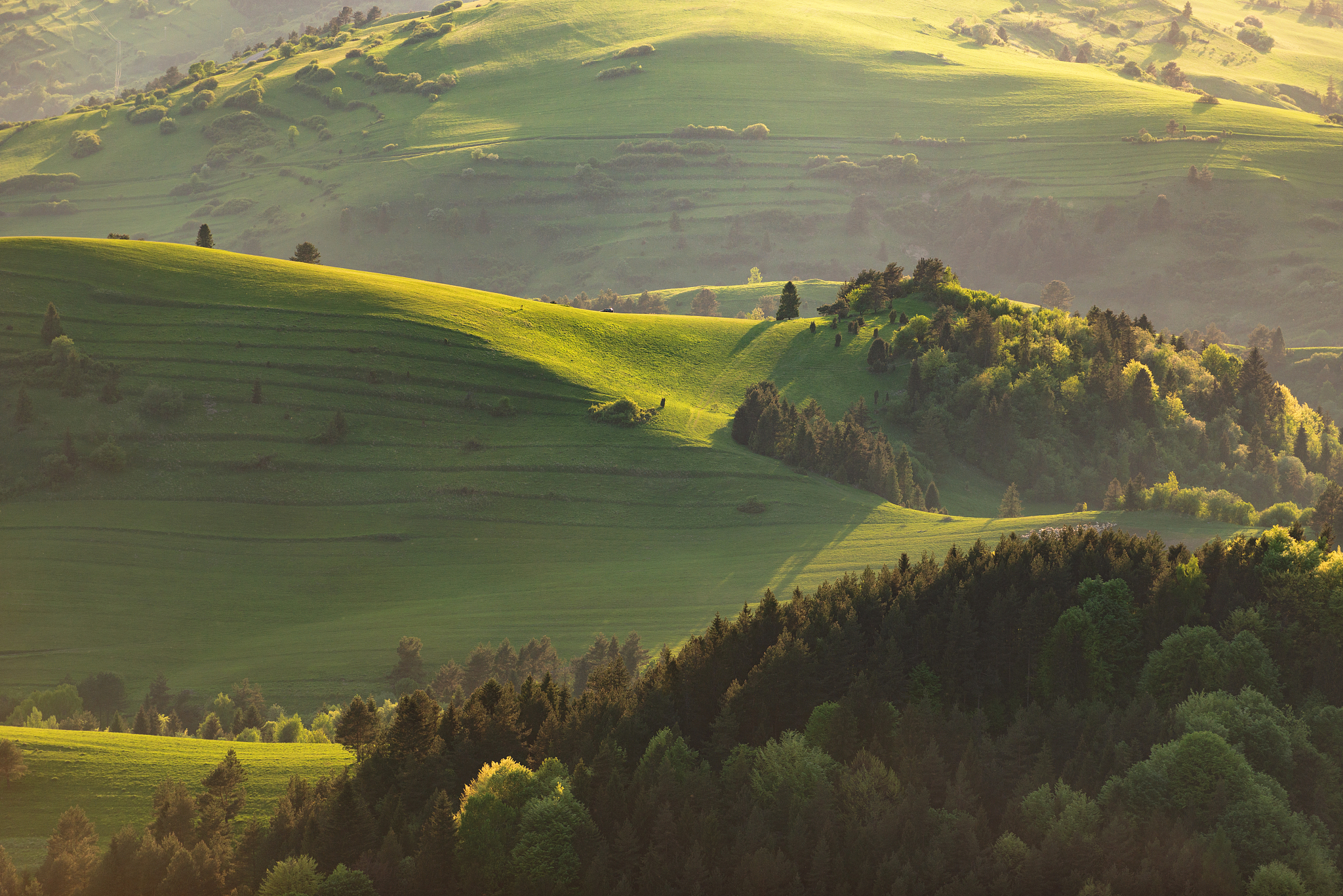 forest landscape