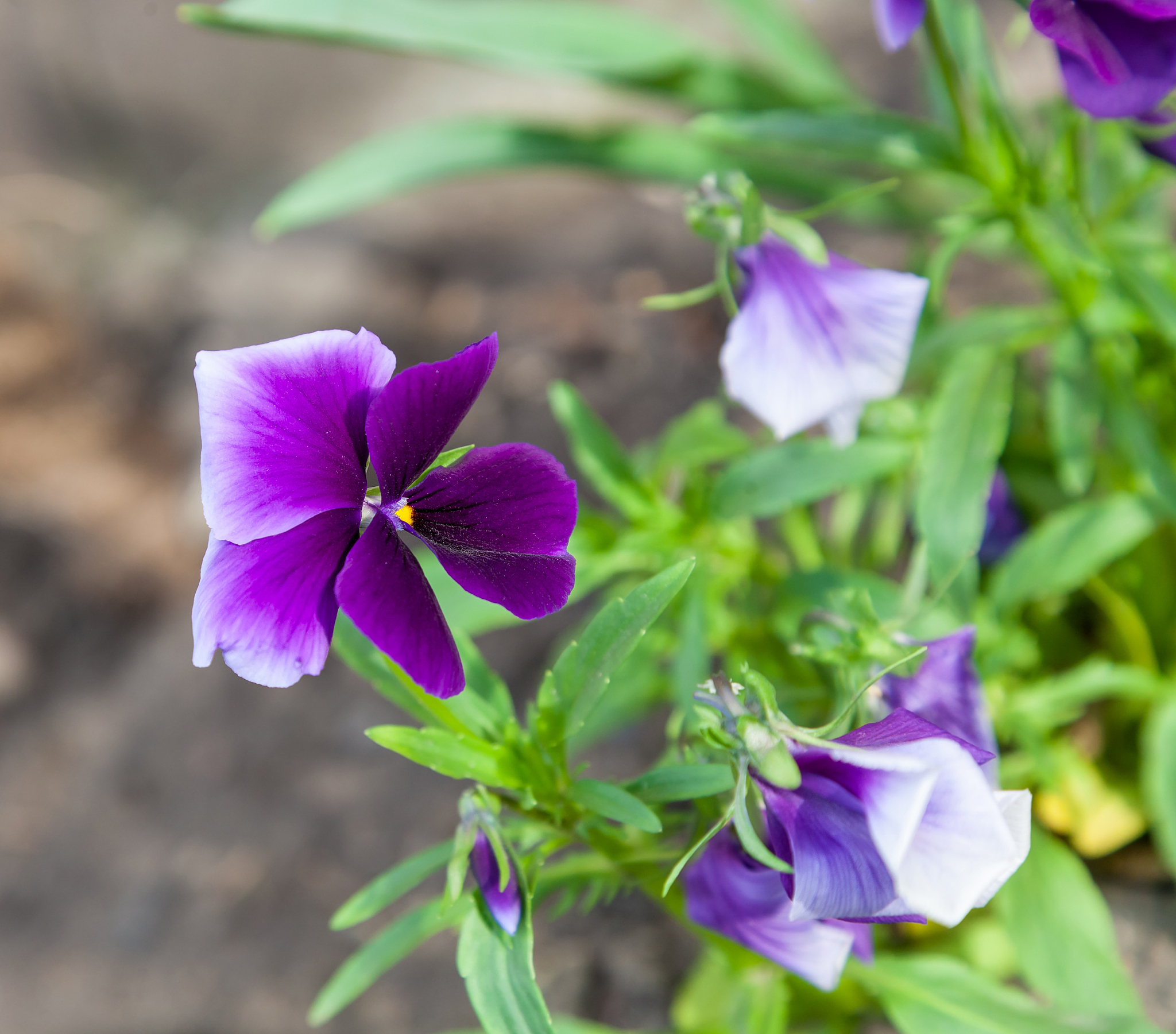lilac flower