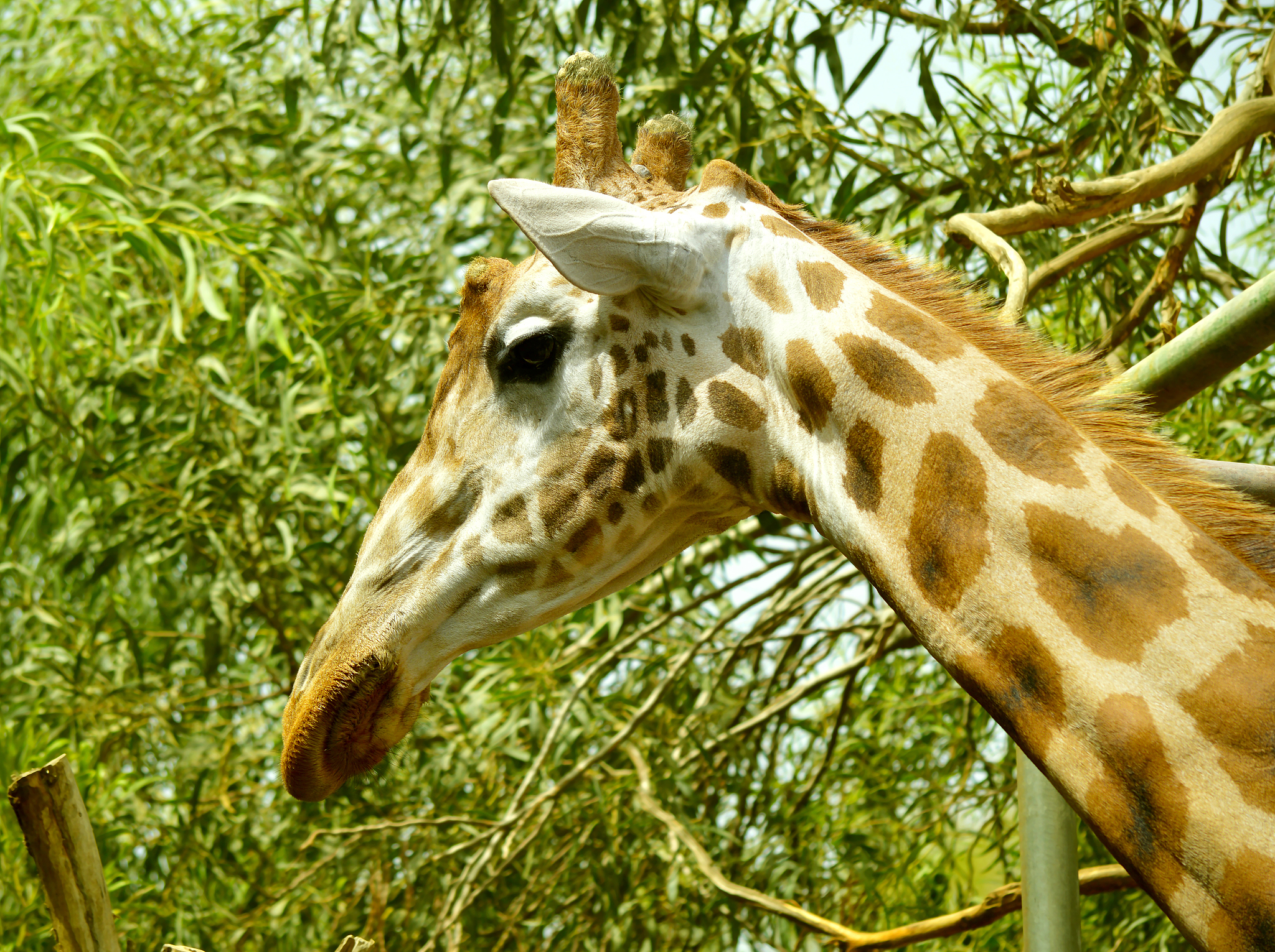 giraffe head