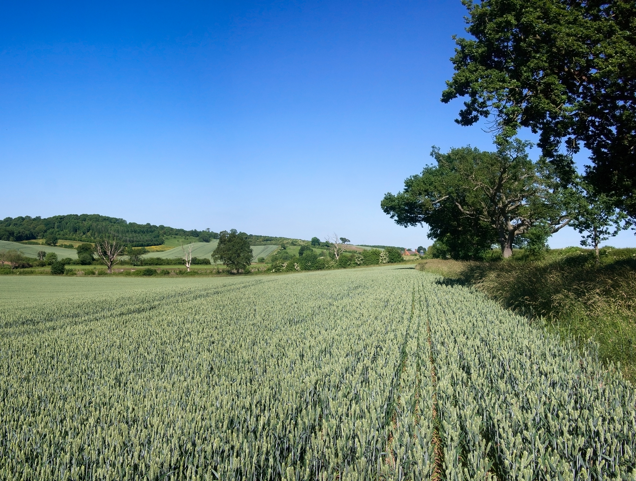过期维生素d能当肥料