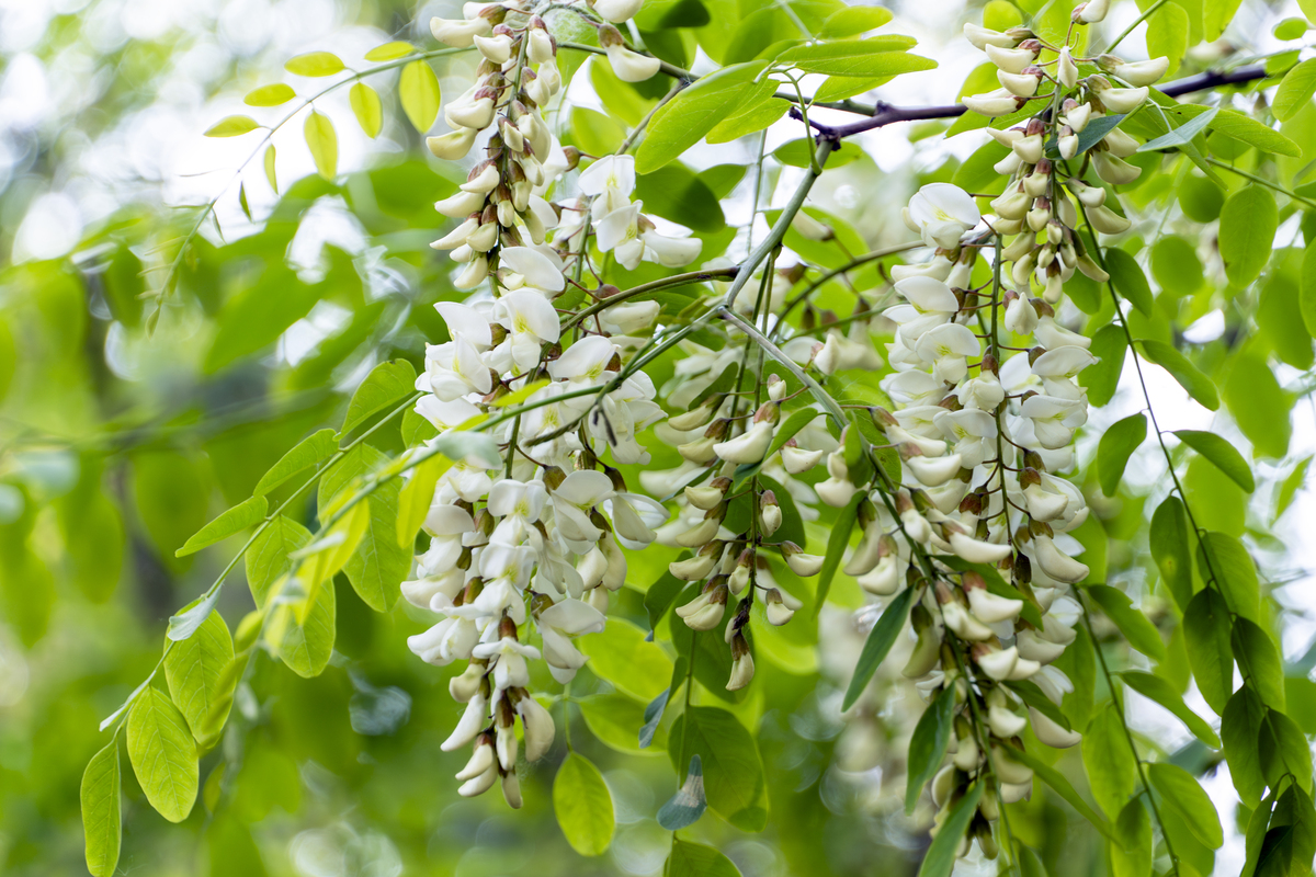 槐花的相关资料