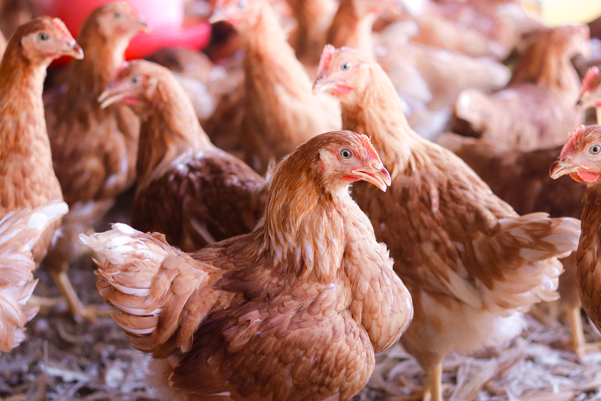 写一份关于农村散养老母鸡的直播间话术要有卖点、痛点、销量背书、粉丝分析等针对话术不少于400字