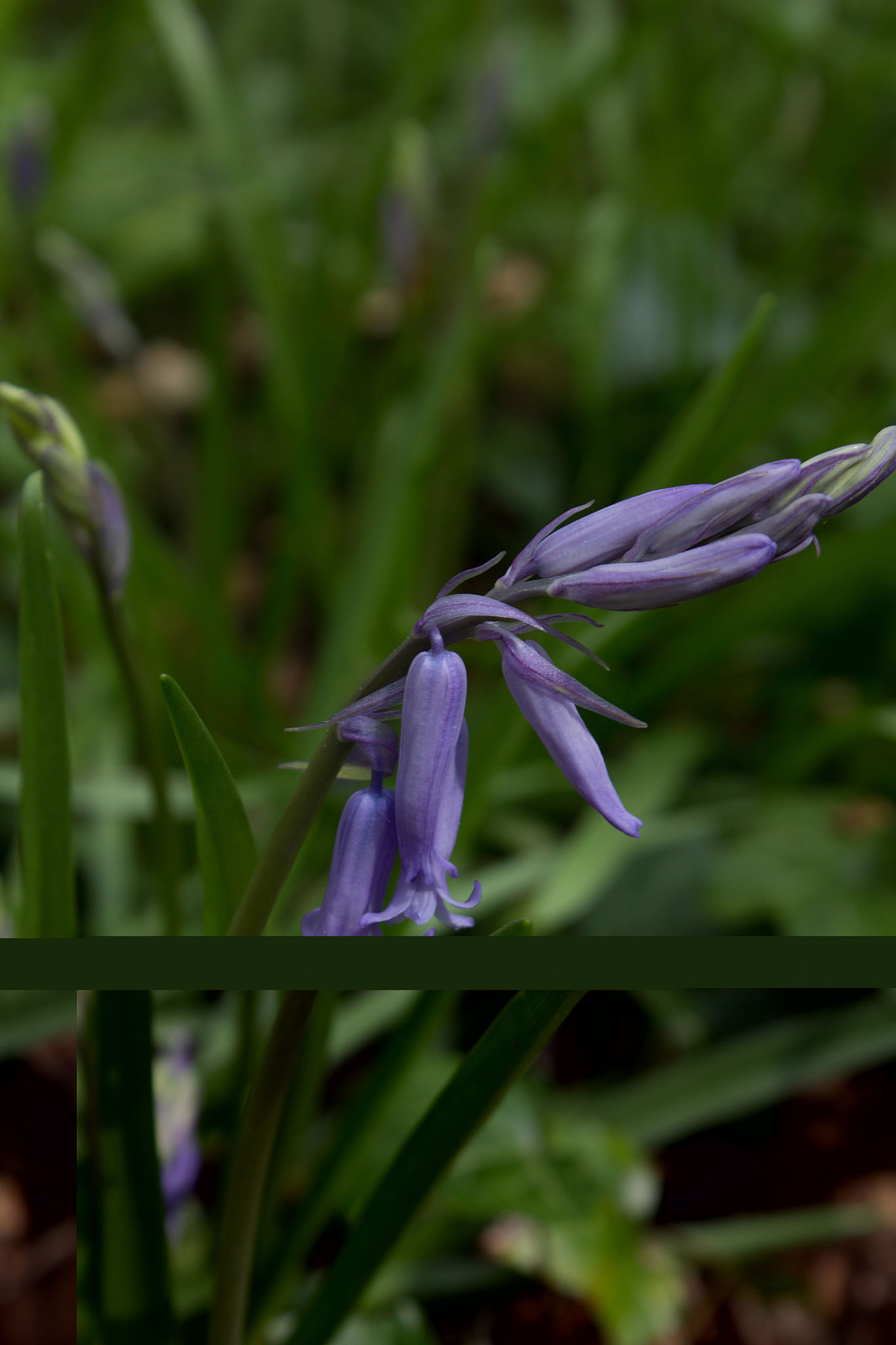 lonely bluebell