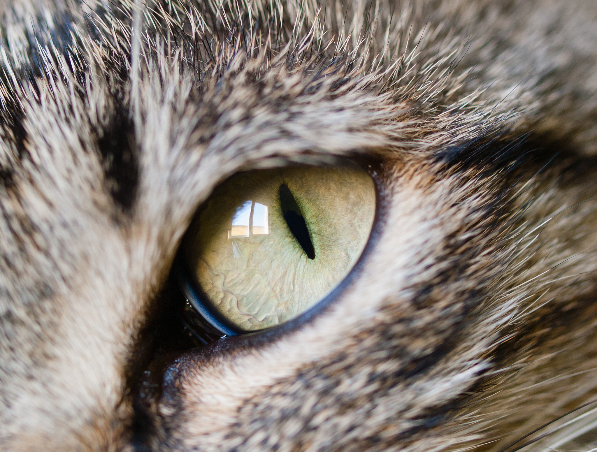 以一名猫咪主人的口吻写篇500字： 猫咪的眼睛为什么会发光？