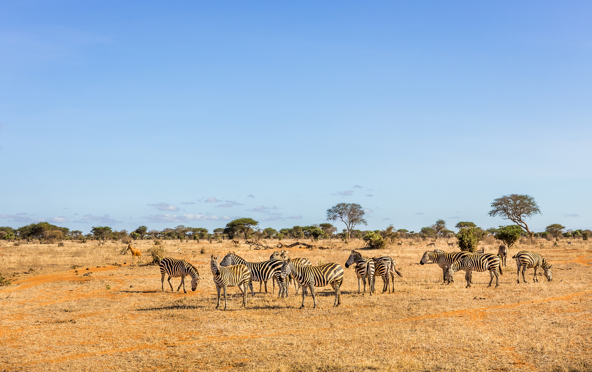 african zebras in kenya