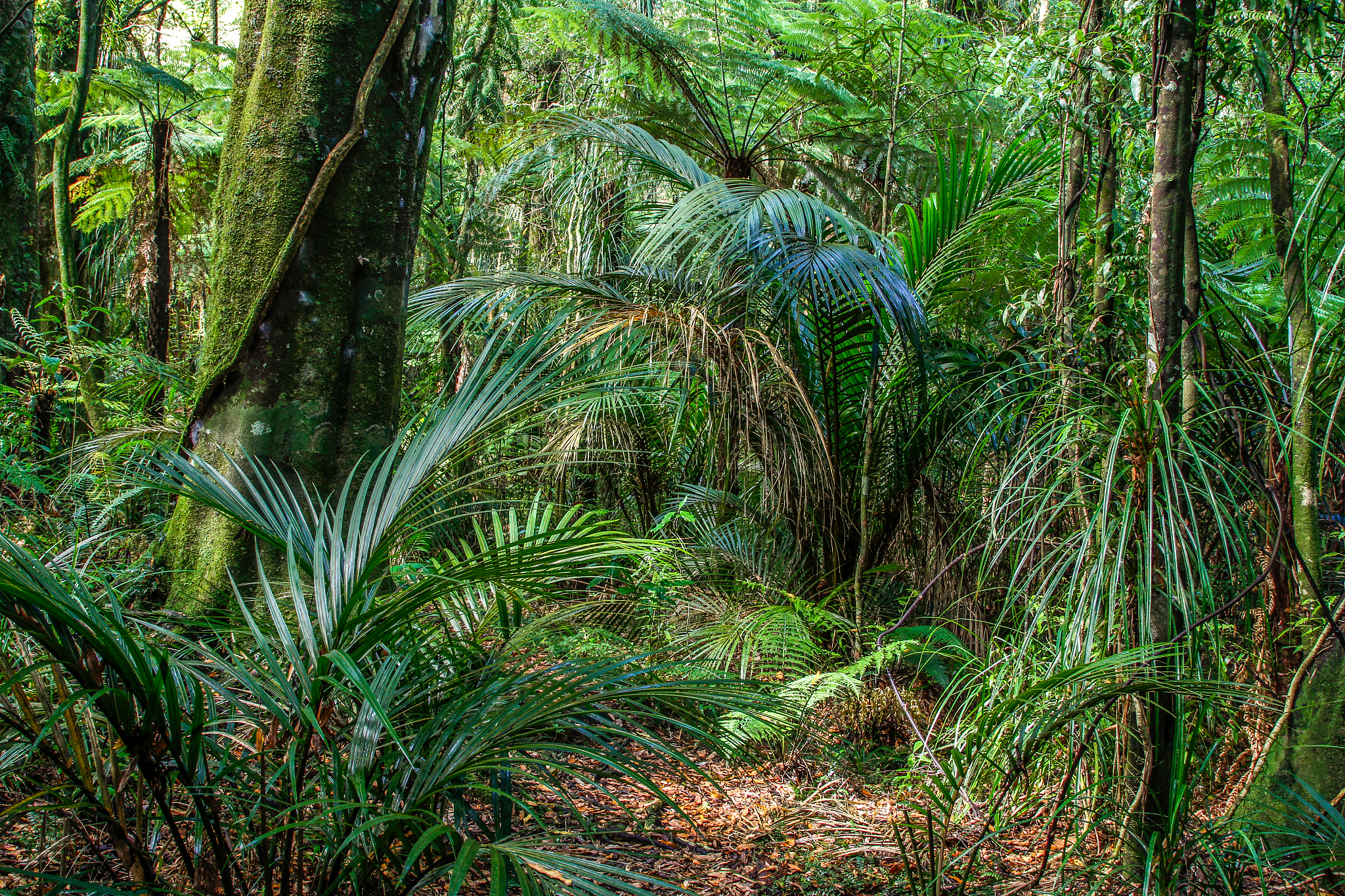 密语森林：神秘语言、奇幻生物和自然之秘