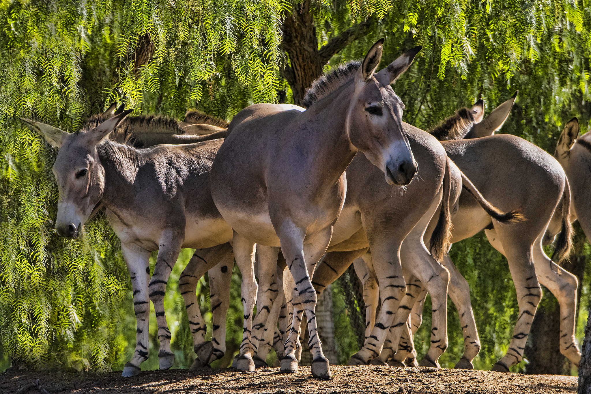somali wild ass