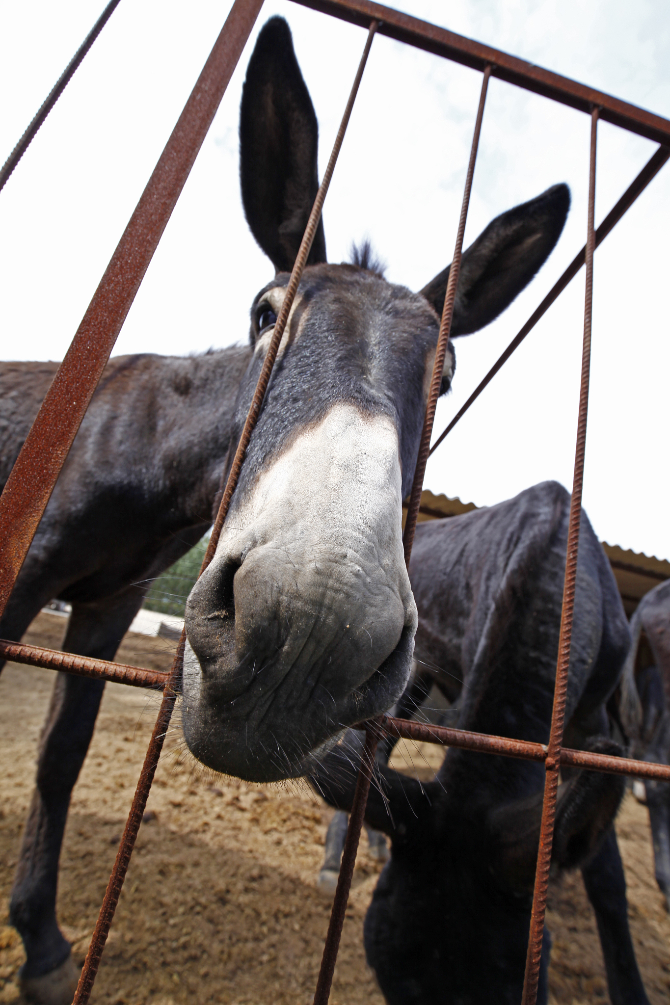 donkey
