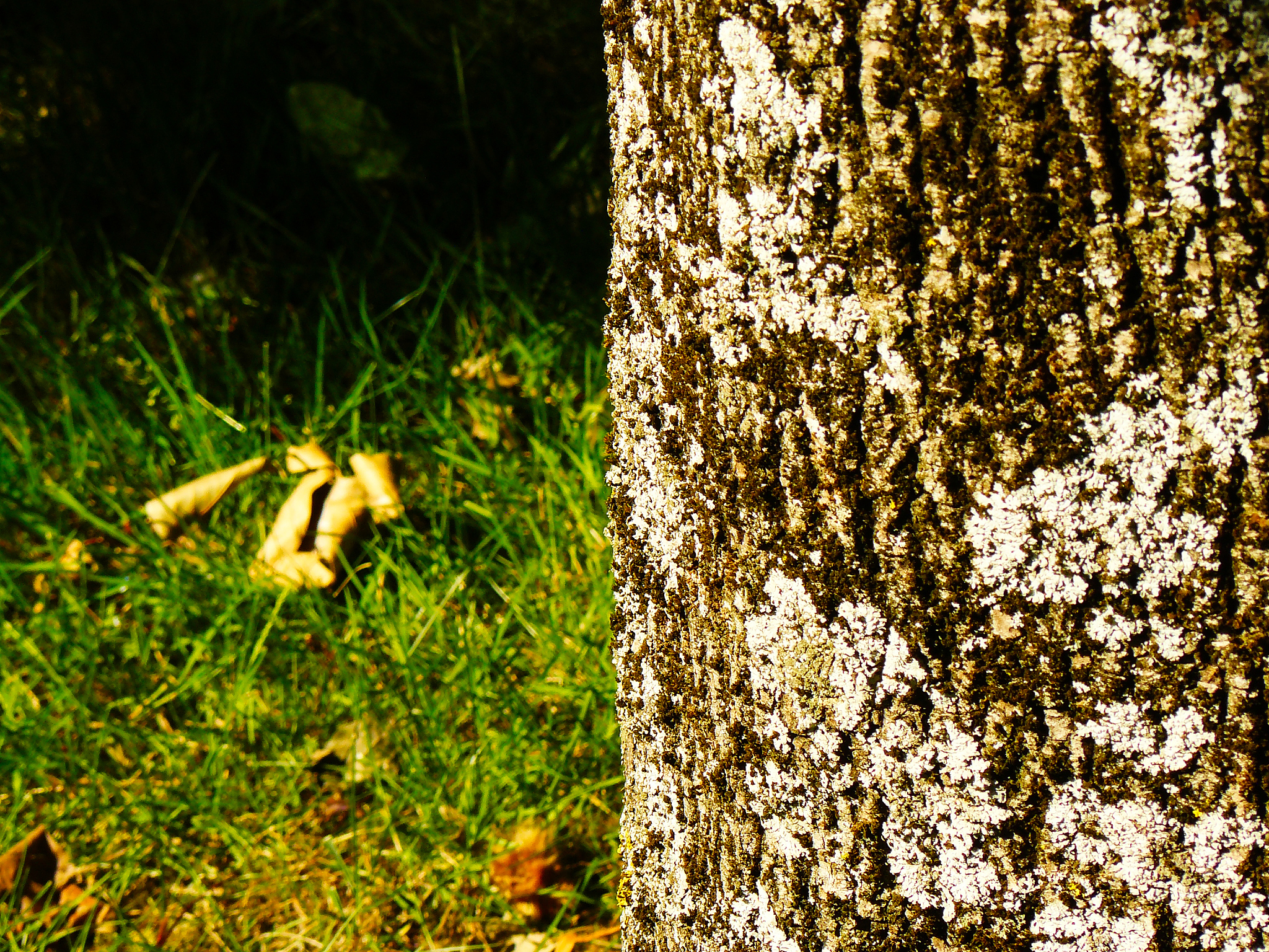 阴河分场云杉侧扁锉叶蜂防治工作圆满完成