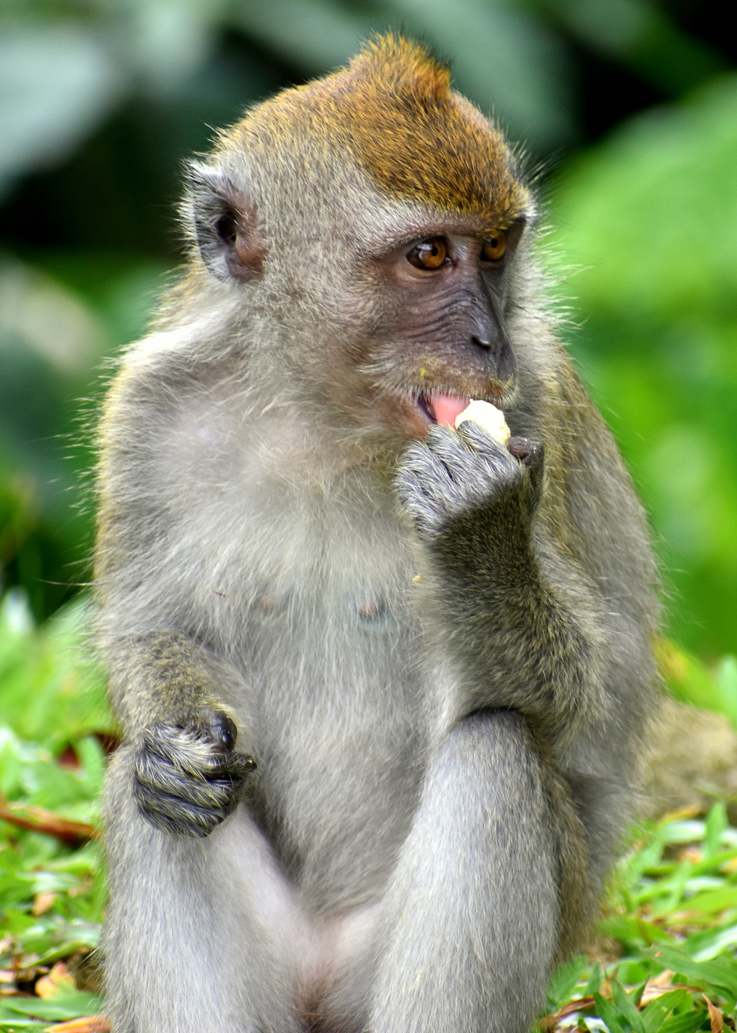 '嘴甜心苦'是什么动物？猜动物谜语，趣味百科知识