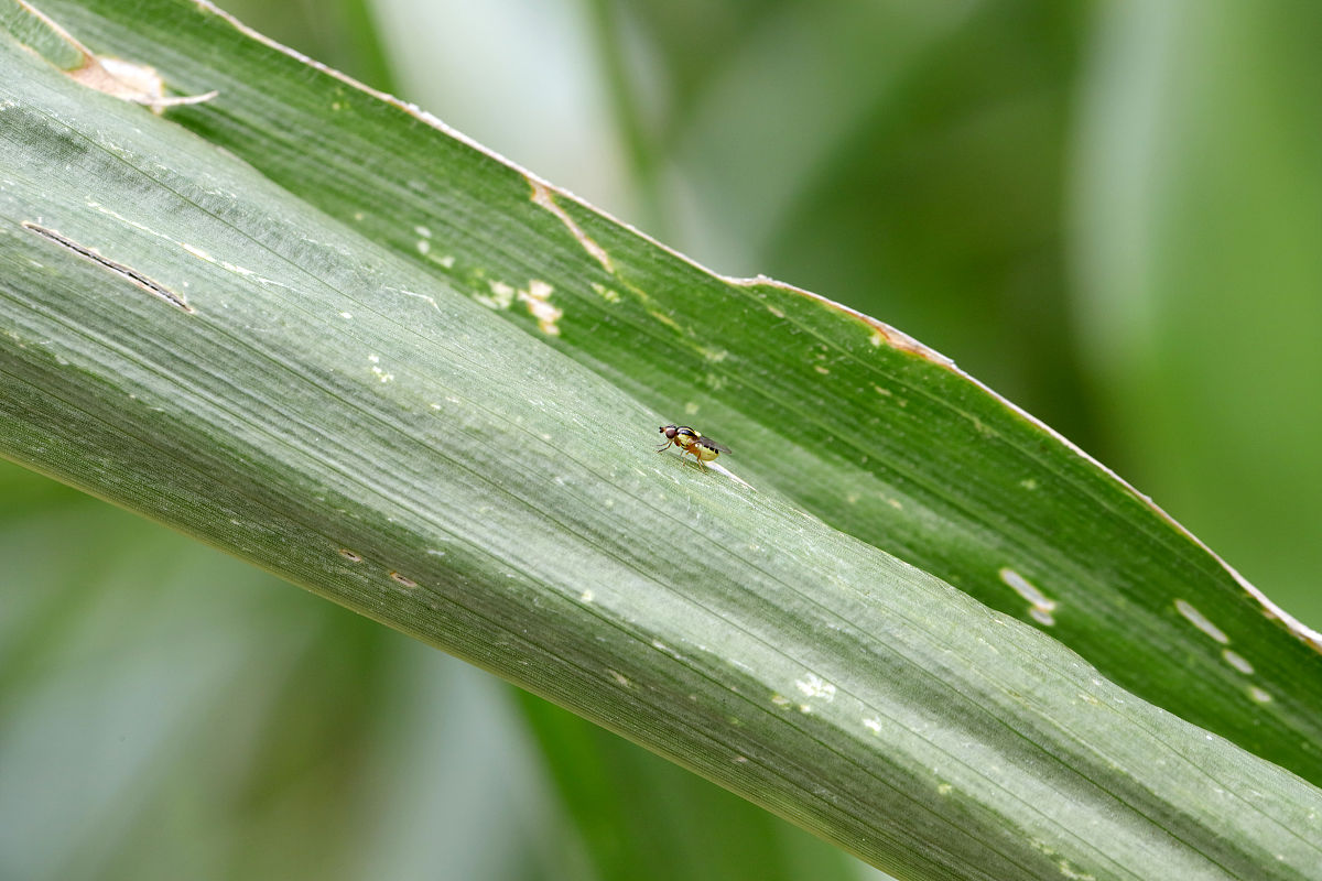 水稻常见害虫种类大全：15种常见虫害识别与防治